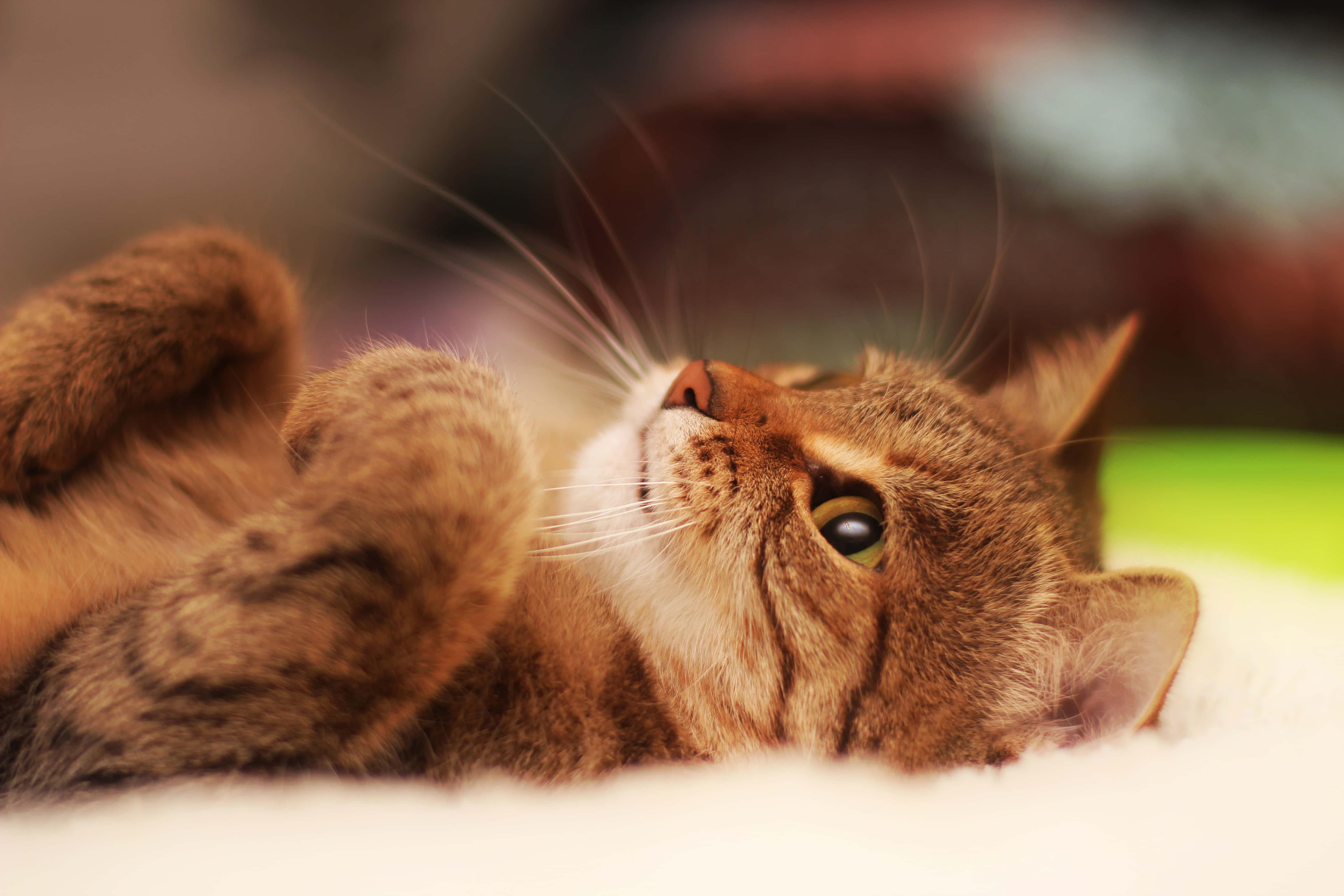Thinking Cute Cat PFP — 5184x3456 wallpaper
