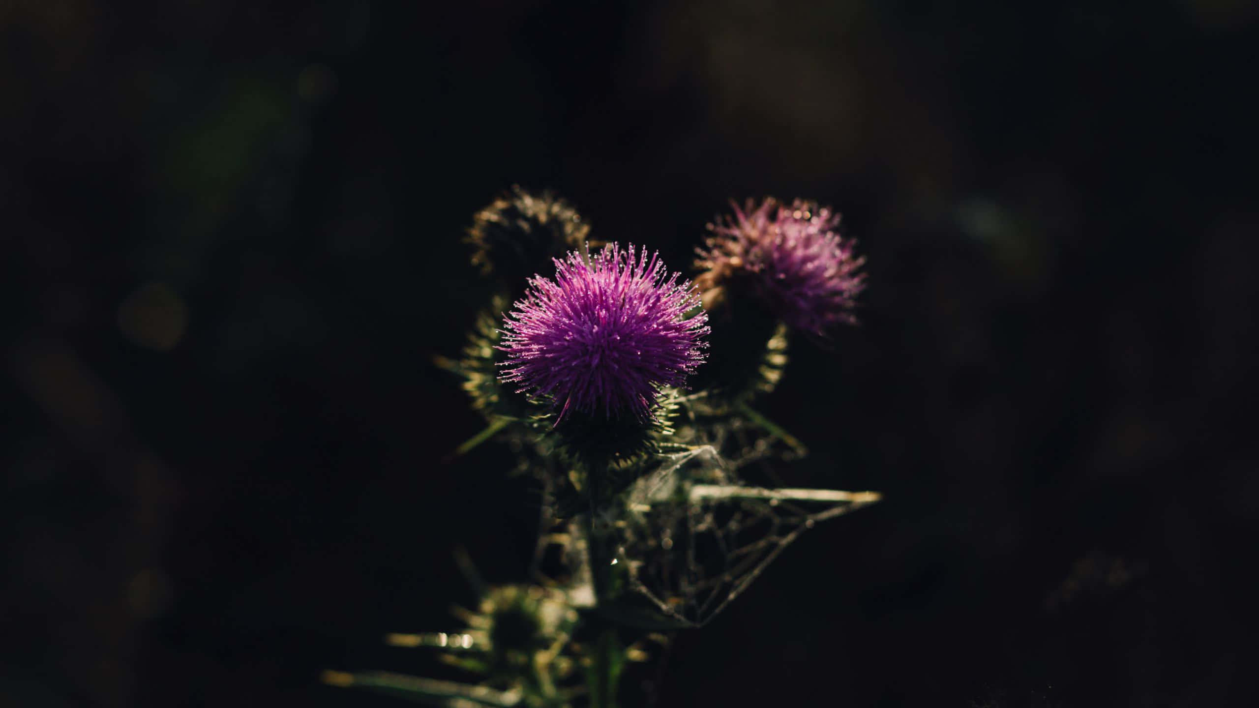 thistle flower in the dark — 2560x1440 wallpaper
