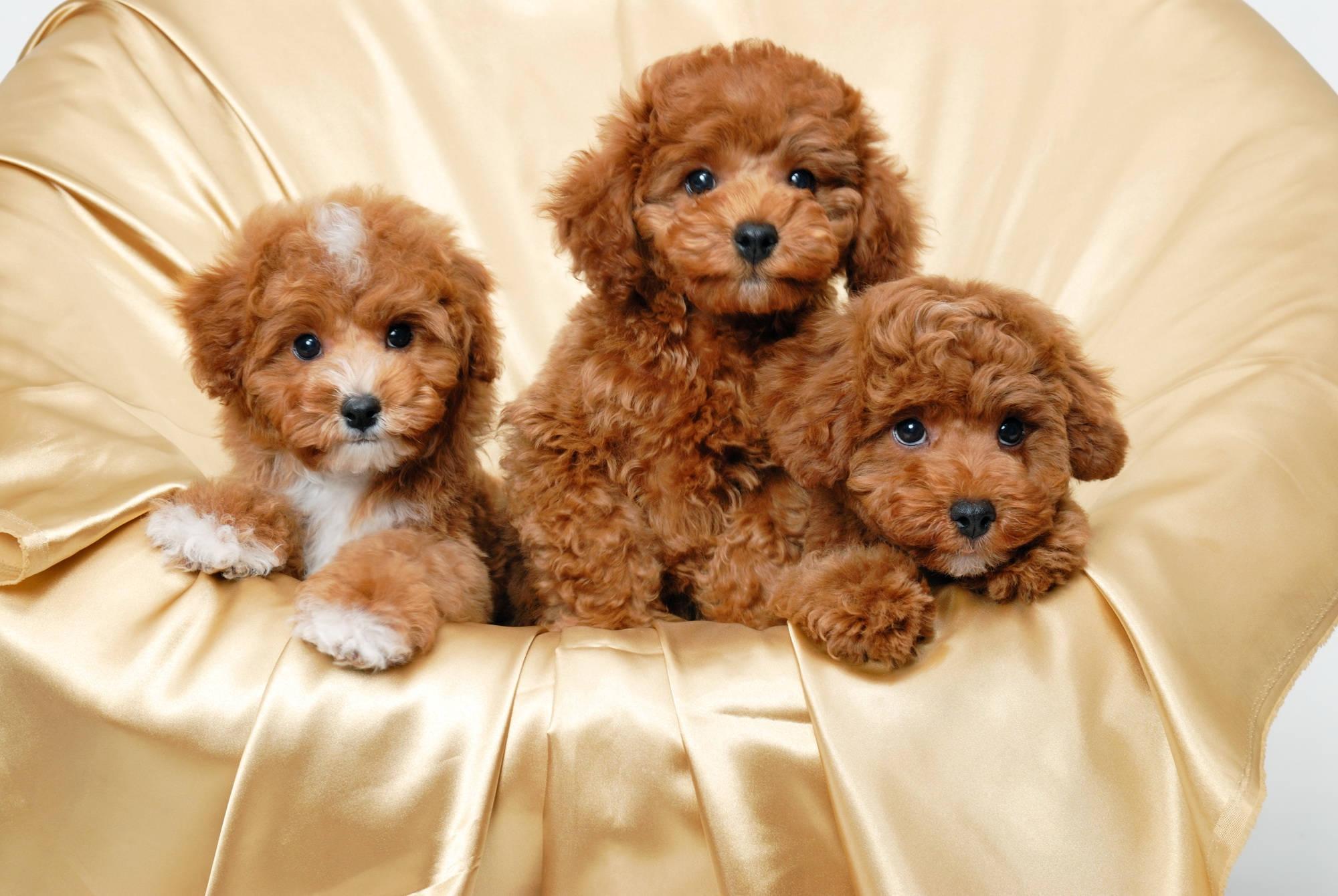 Three Adorable Poodle Puppies — 2000x1340 wallpaper