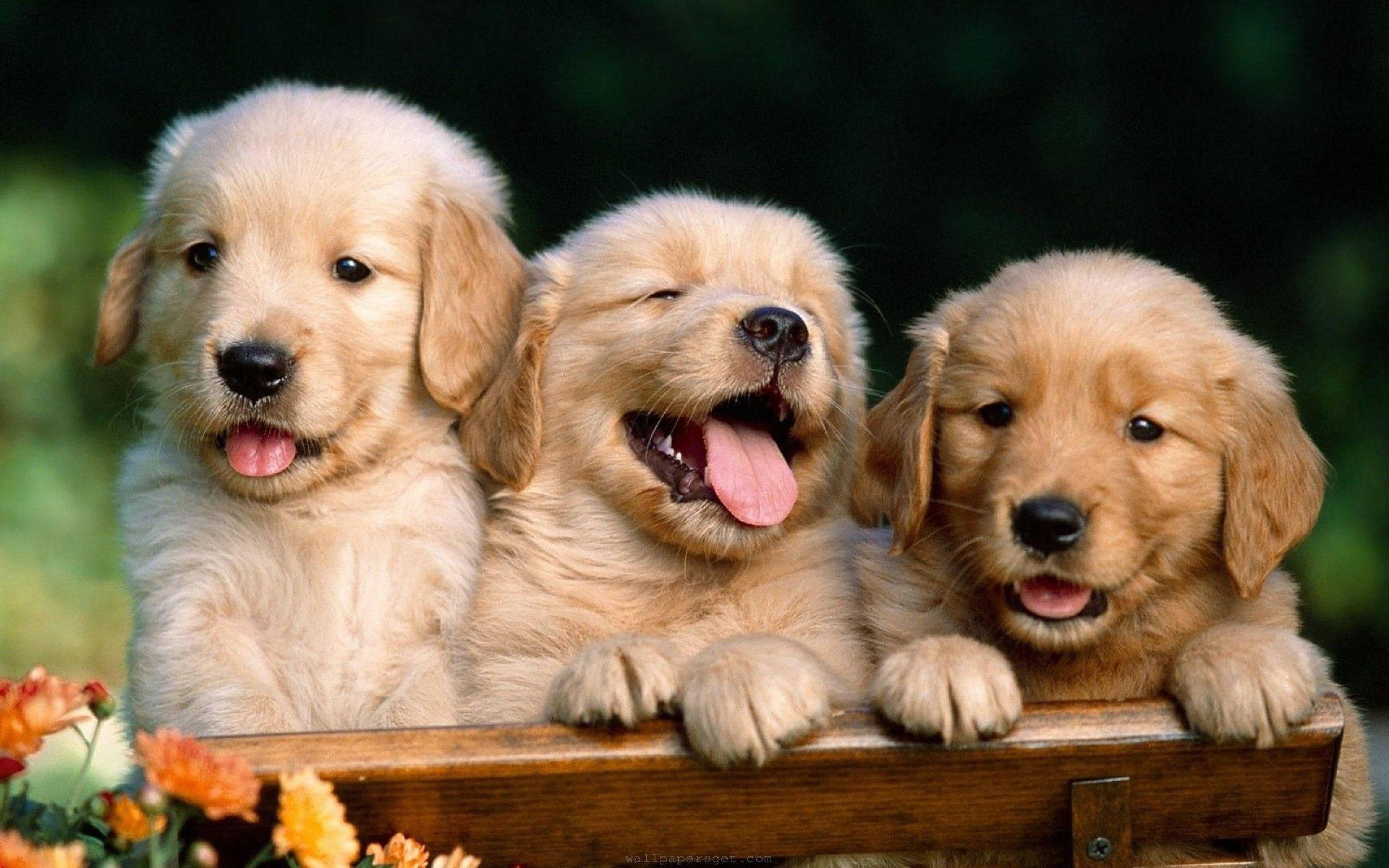 Three Little Puppy Animals On Wooden Chair