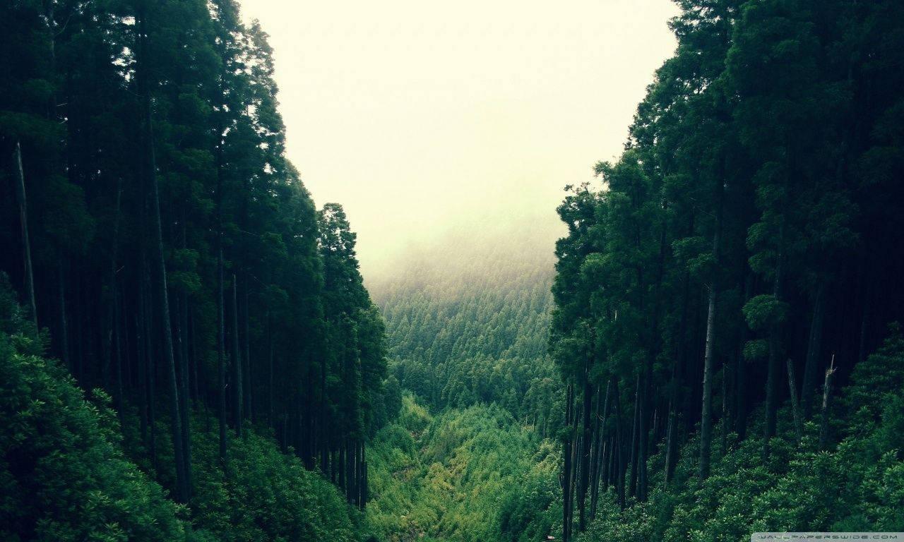 Thrilling Forest Cliffs — 1280x768 wallpaper