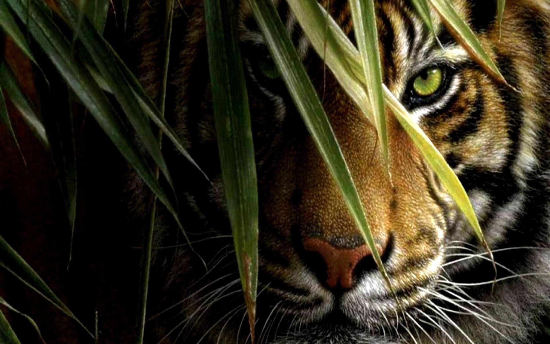 Tiger taking a break in the jungle. — 1920x1200 wallpaper