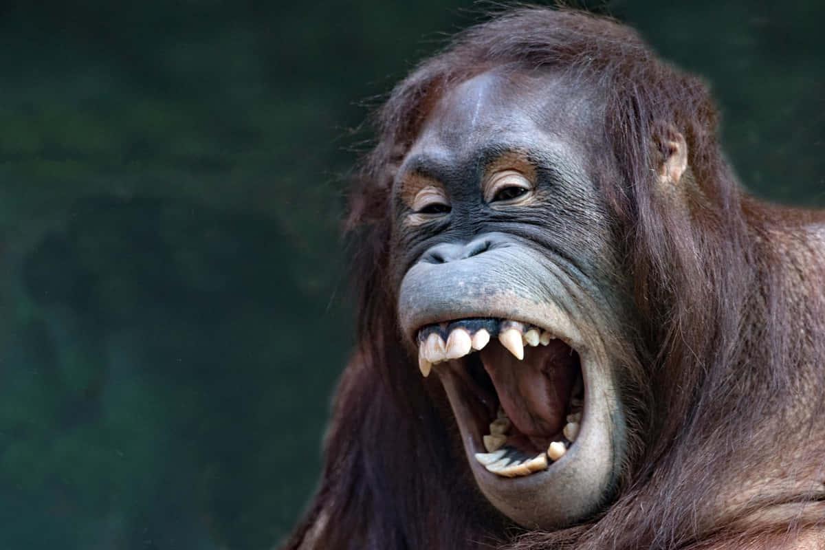 Time to Crack a Smile! — 1200x800 wallpaper