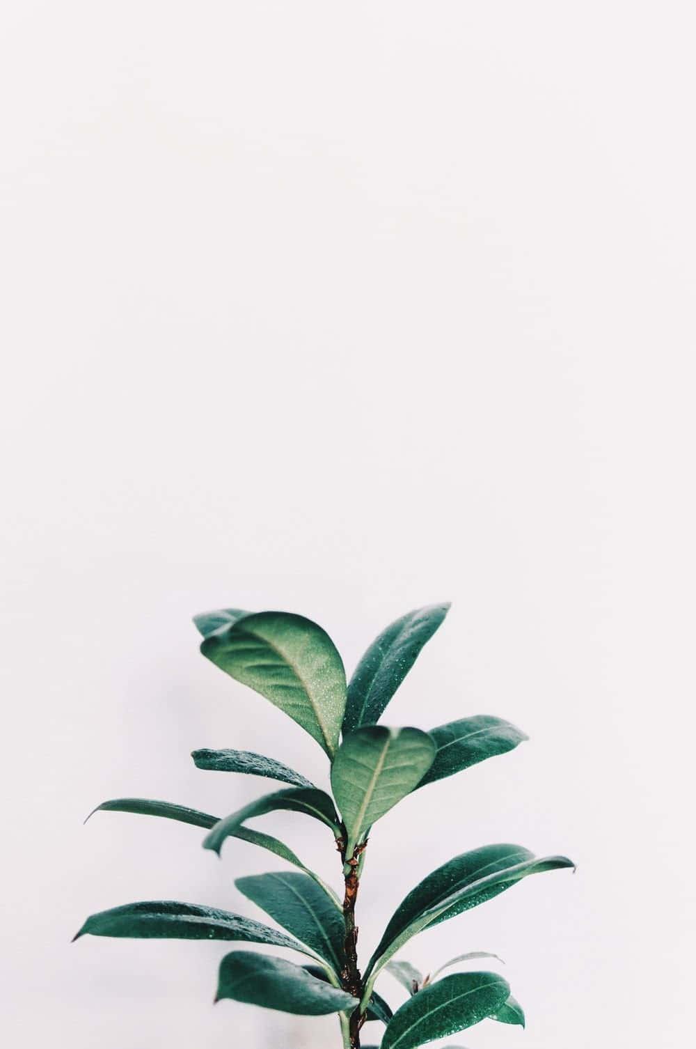 Timeless Beauty of White Aesthetic — 1000x1506 wallpaper