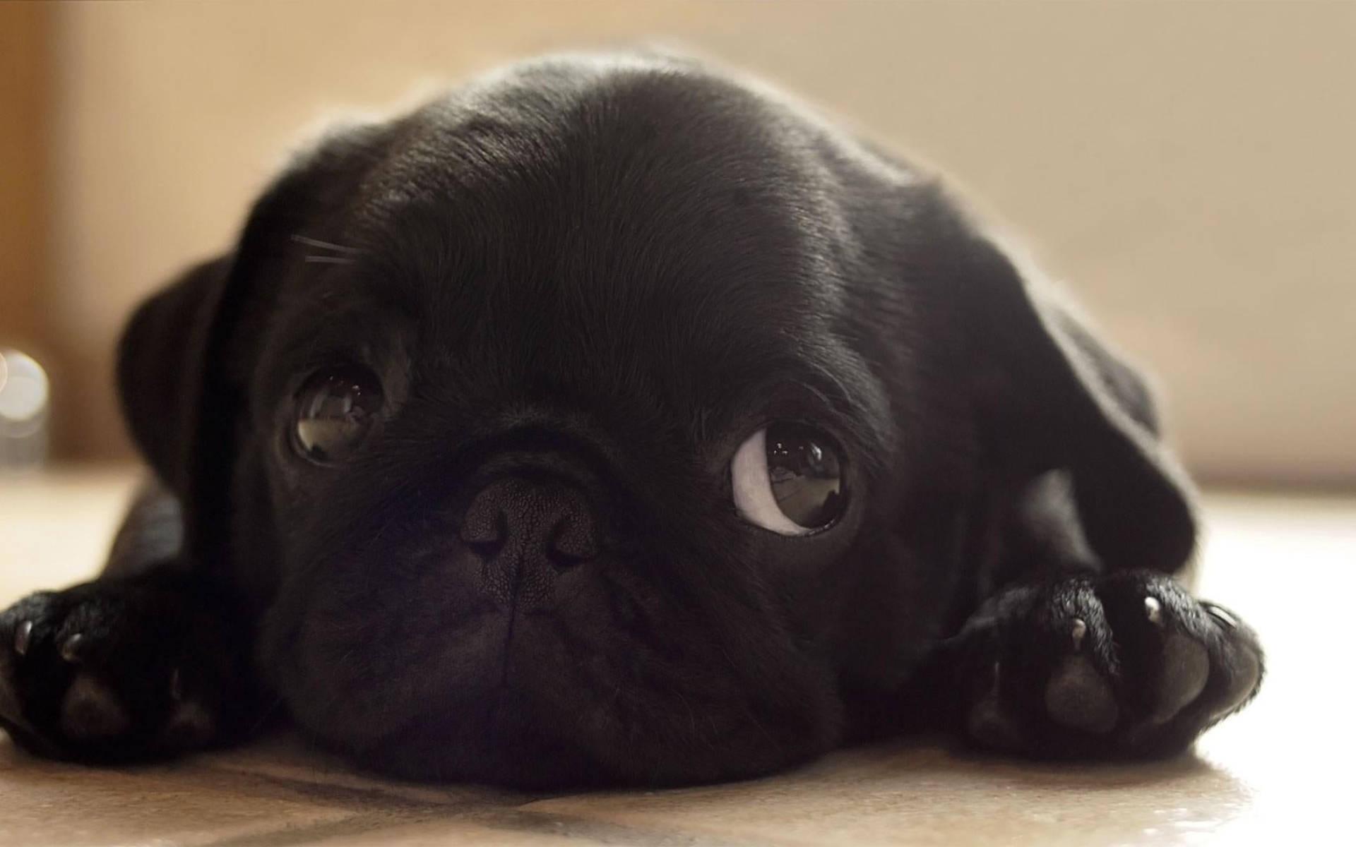 Tiny Cute Black Puppy — 1920x1200 wallpaper
