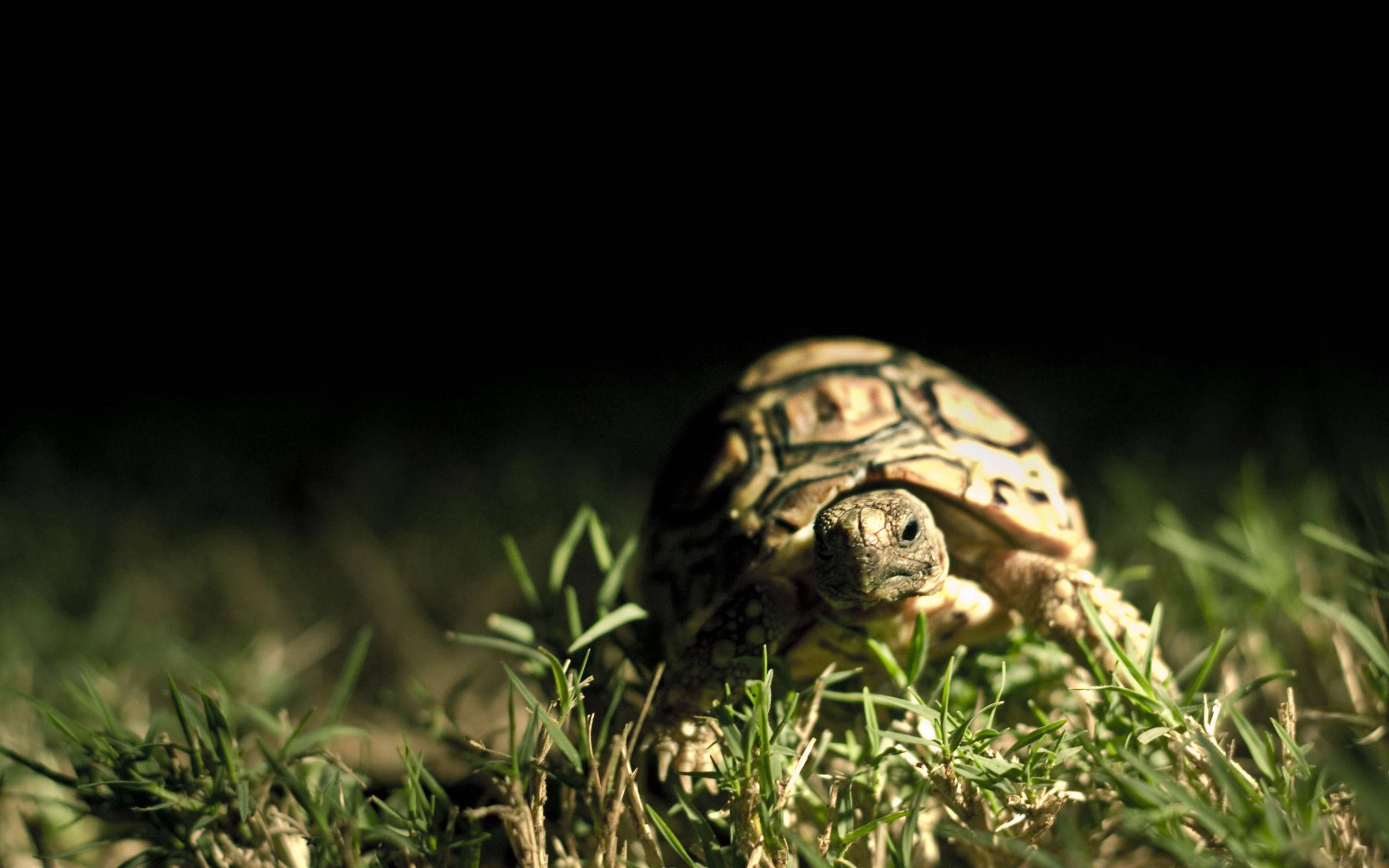 Tortoise In The Dark — 2560x1600 wallpaper