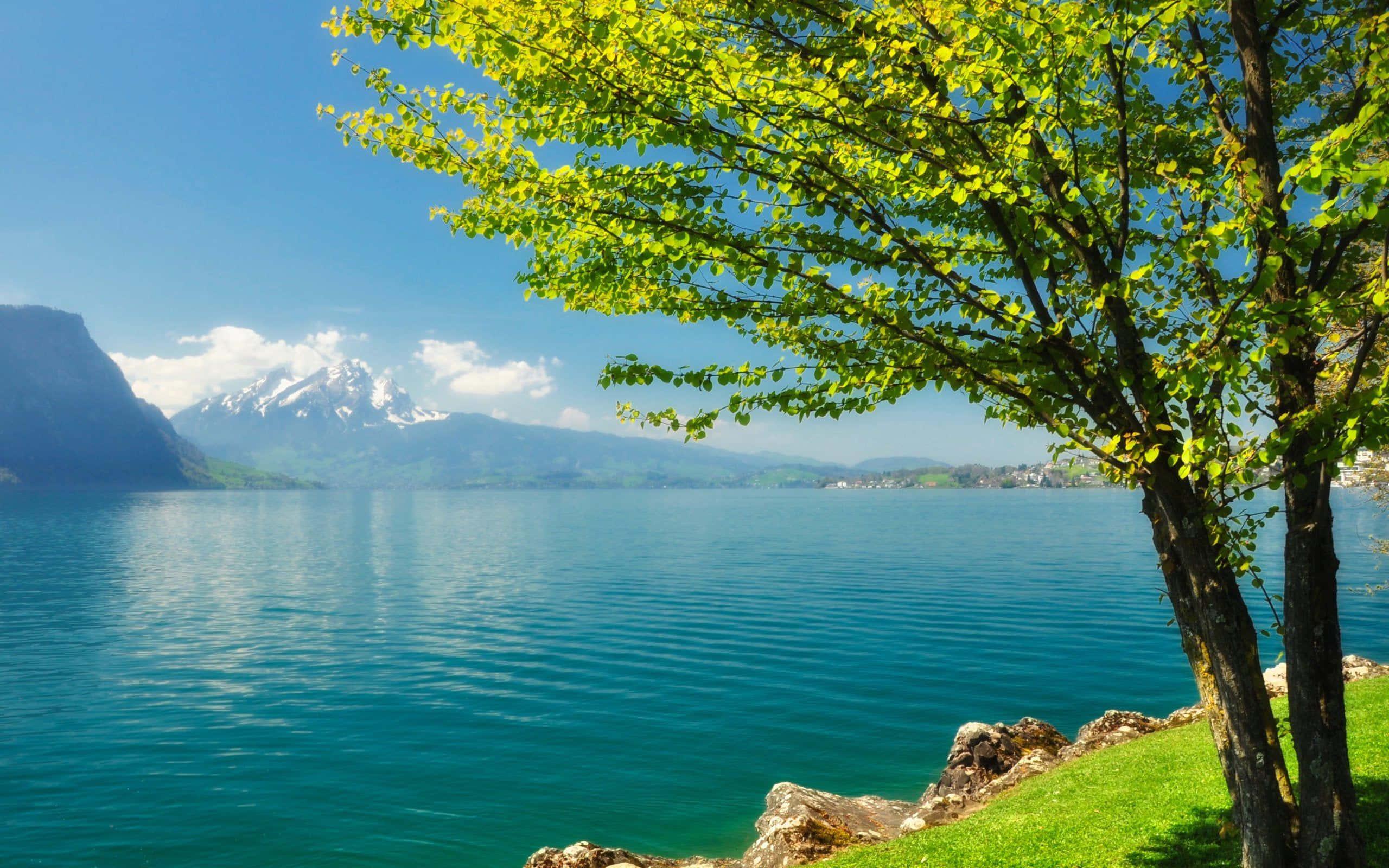 Tree By The Lake Landscape Picture — 2560x1600 wallpaper