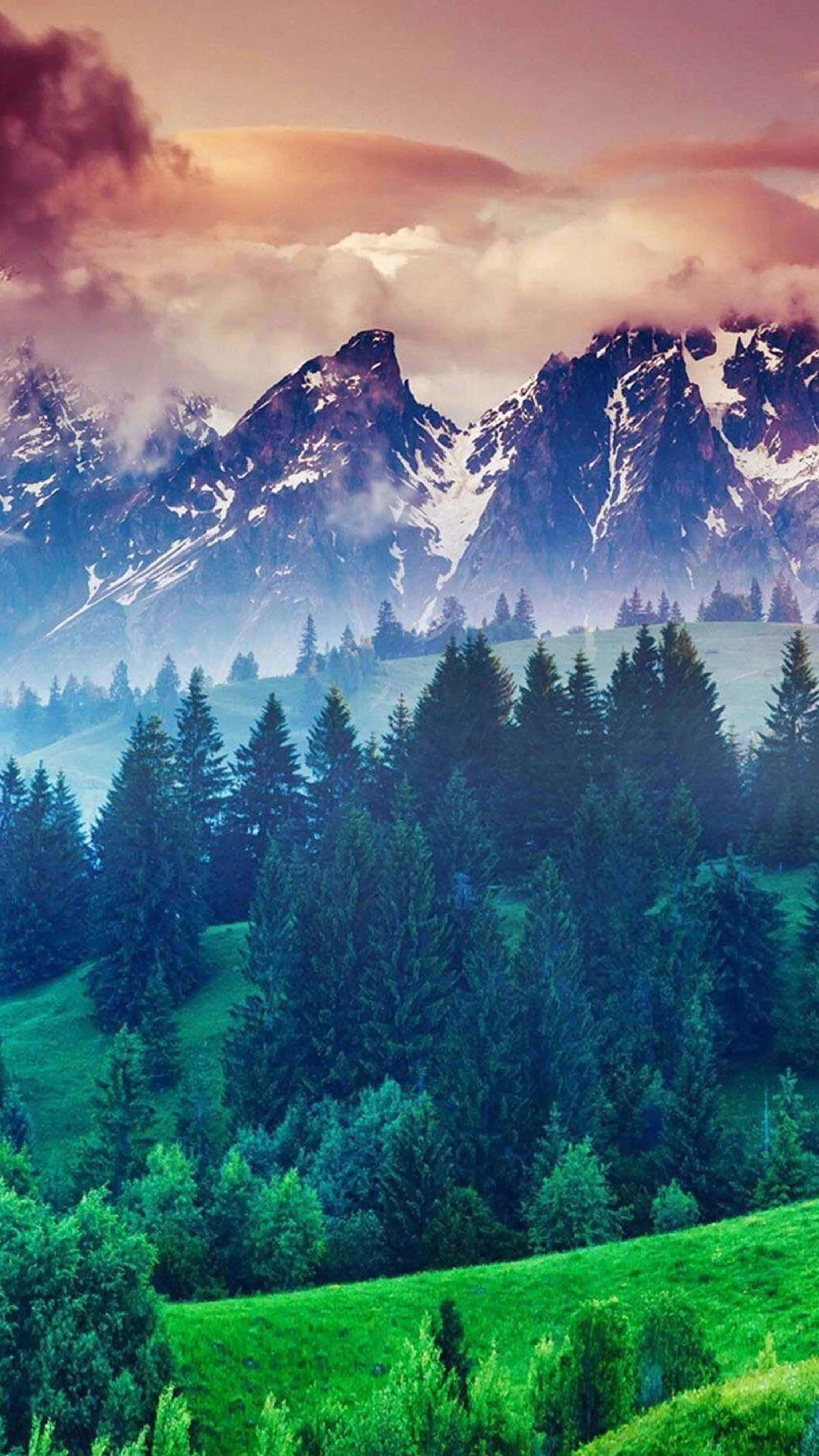 Trees In Nature 4K iPhone — 2250x4000 wallpaper