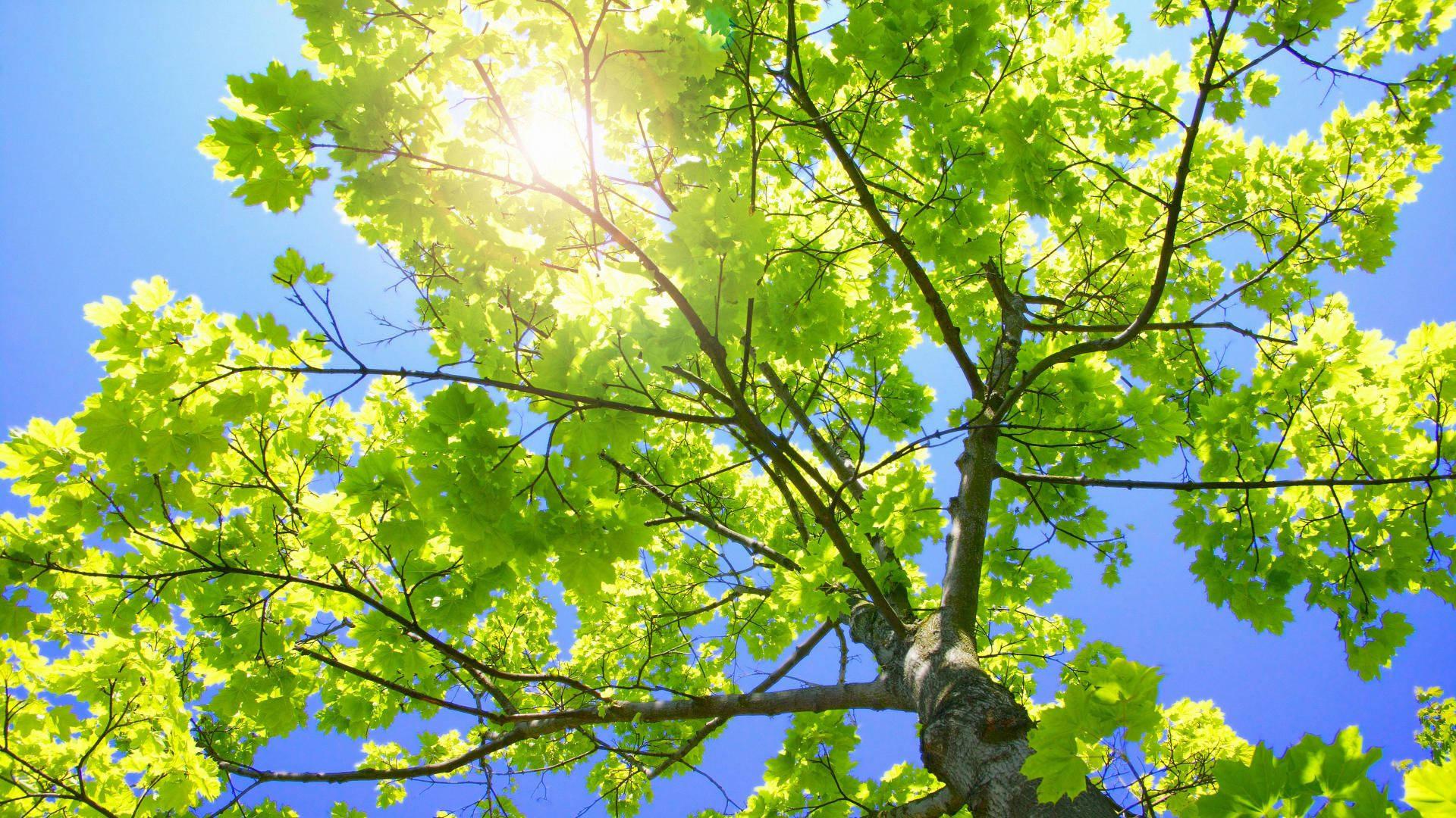 Treetop Sunlight Close-Up Laptop — 1920x1080 wallpaper