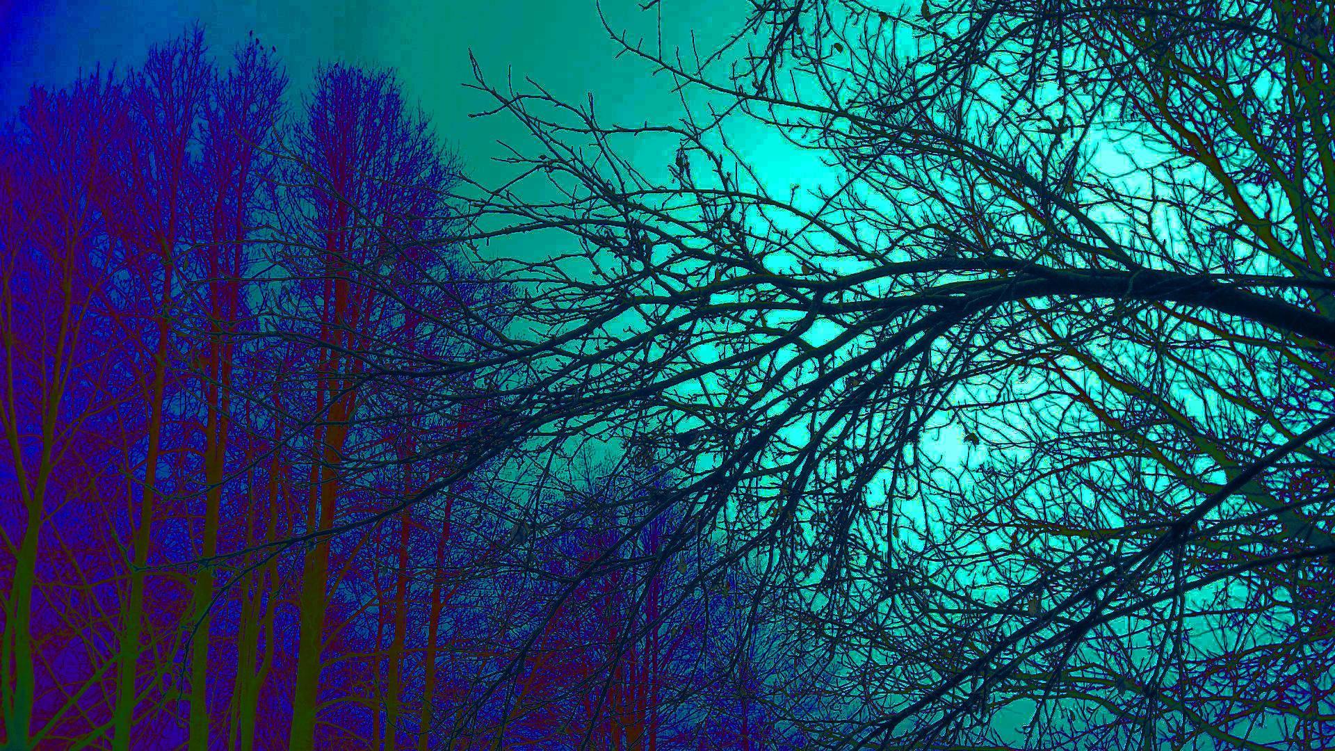 Trippy Trees — 1920x1080 wallpaper