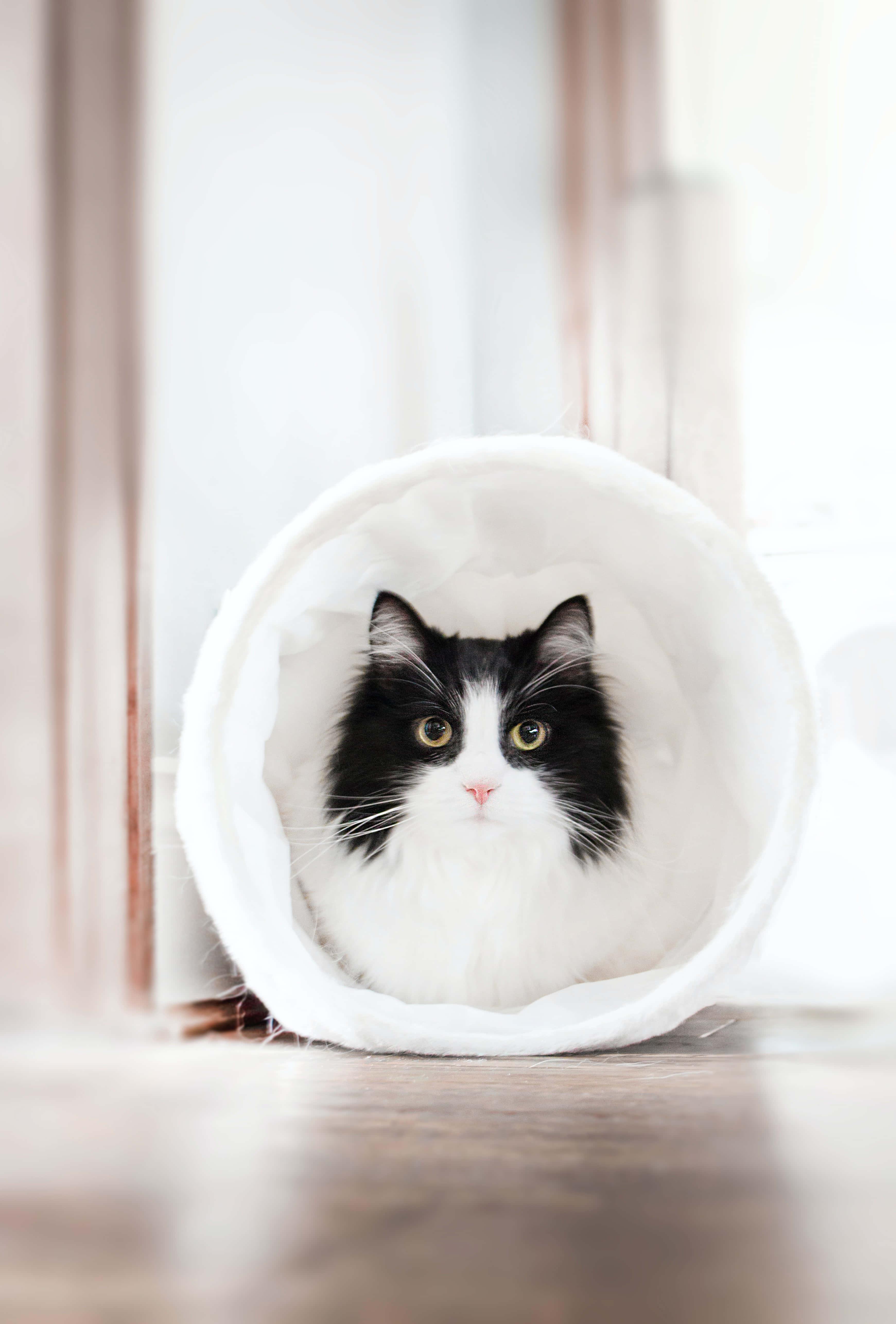 Tunnel Cute Cat PFP — 3481x5142 wallpaper