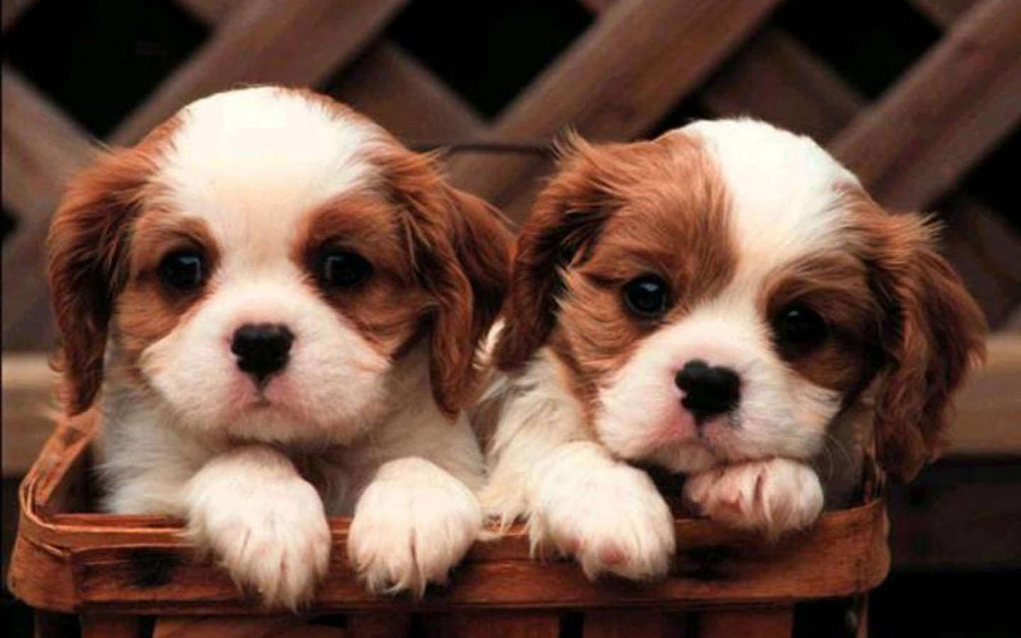 Twin Puppies In A Basket — 1440x900 wallpaper