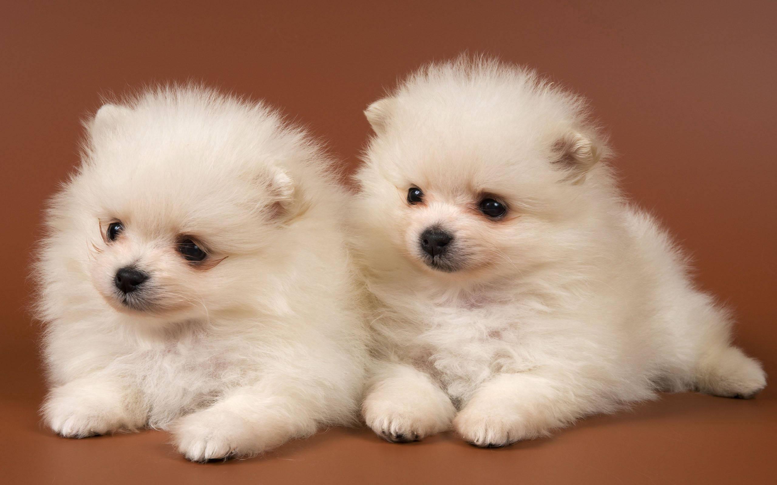 Twin White Pomeranian Puppies — 2560x1600 wallpaper