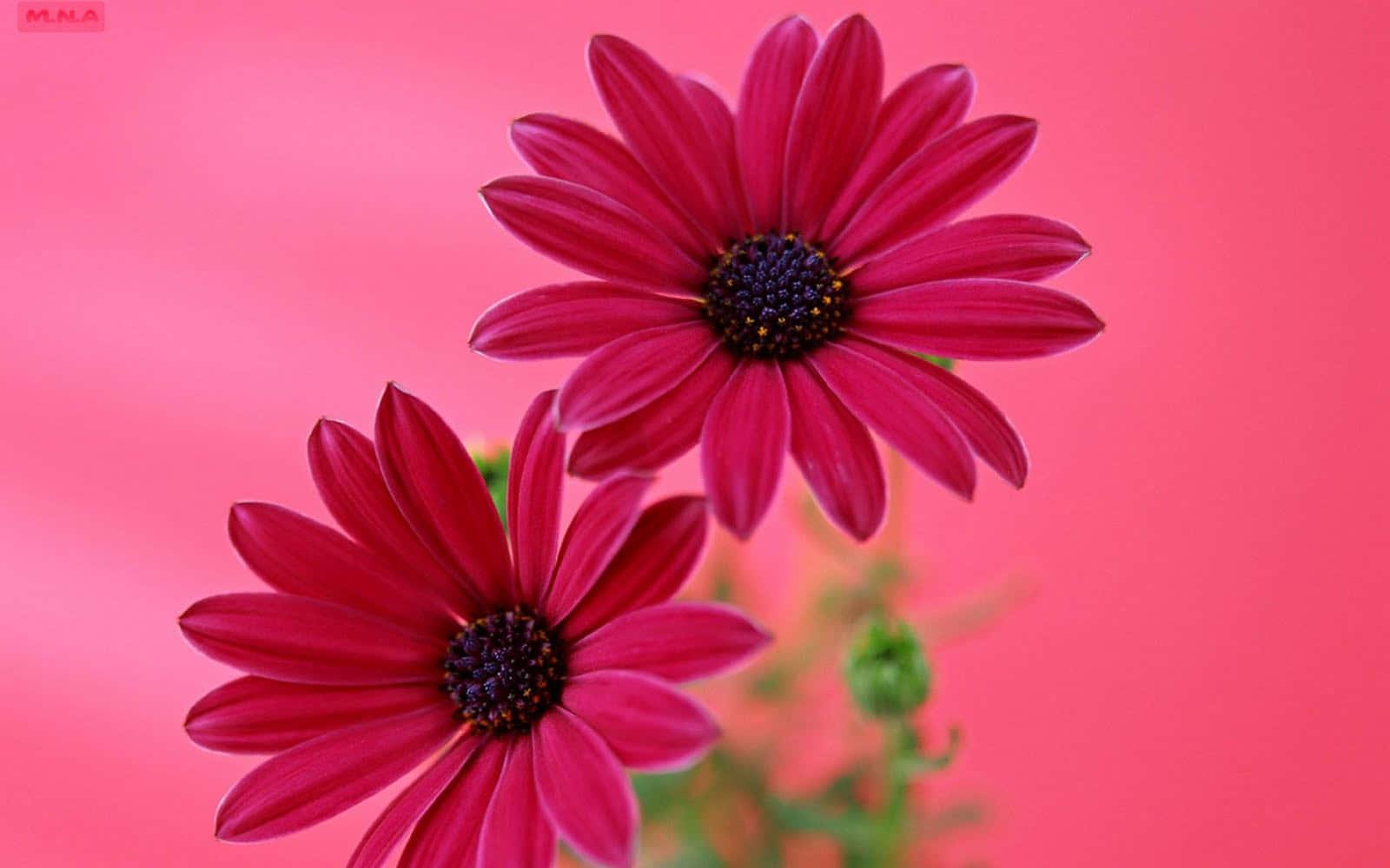 Two Nature Flower — 1600x1000 wallpaper