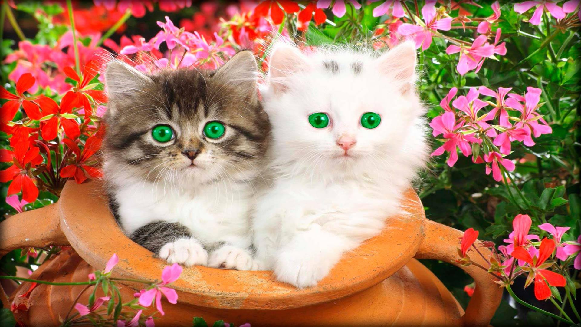 Two playful and beautiful green-eyed kittens — 1920x1080 wallpaper