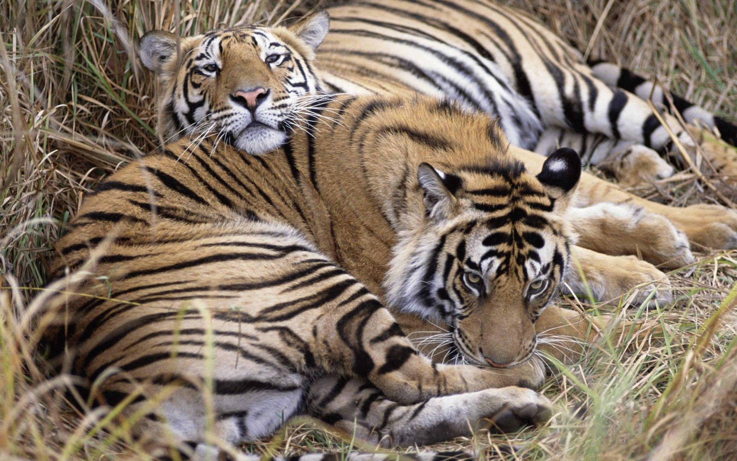 Two tiger companions relaxing in the grass — 2560x1600 wallpaper
