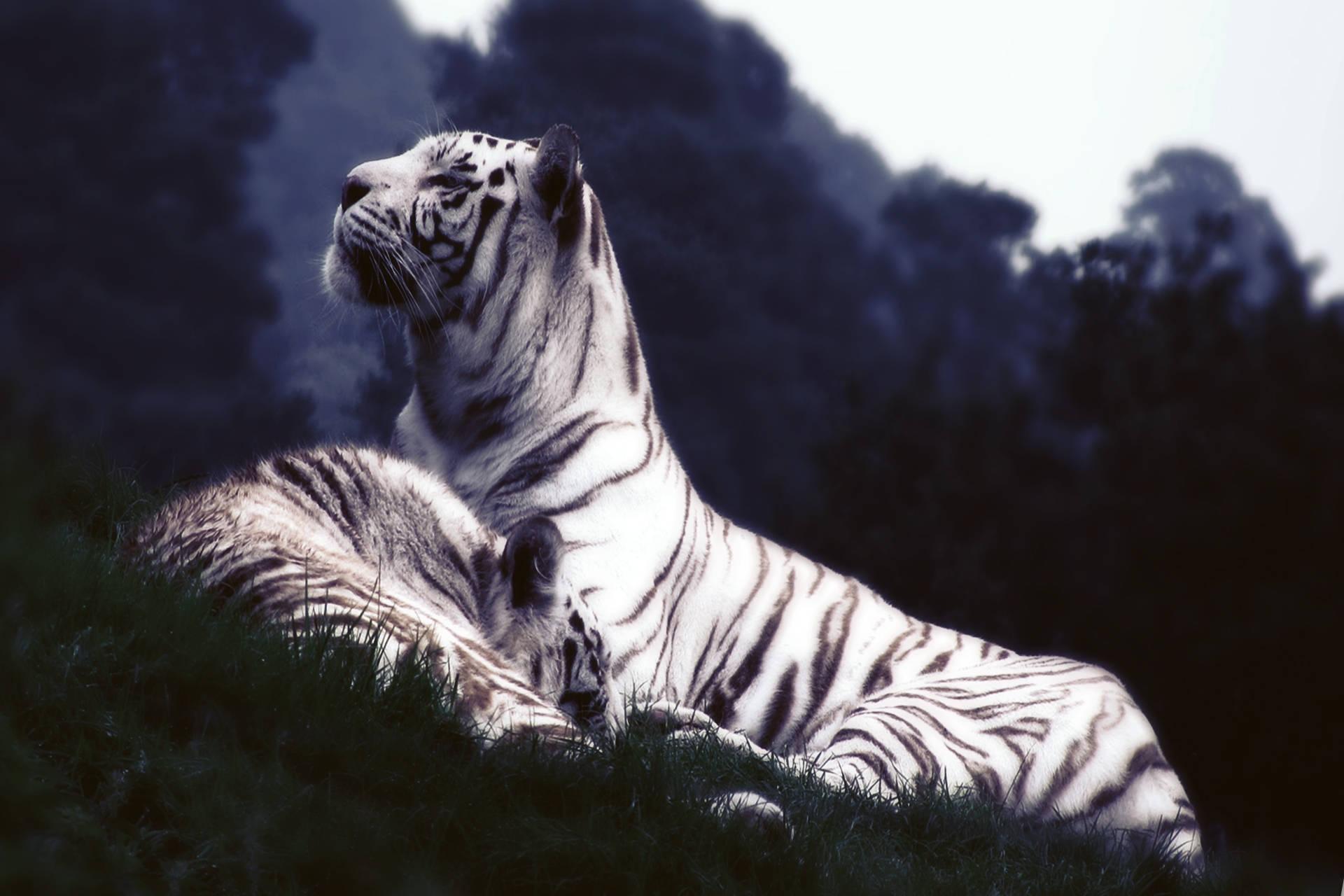 Two white tiger siblings resting in the grass — 1920x1280 wallpaper