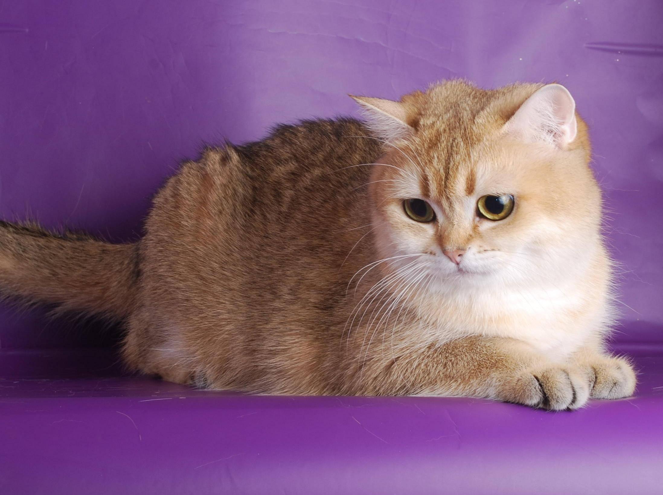 Unconditional love and warmth - Look at this beautiful, fluffy cat! — 2196x1641 wallpaper