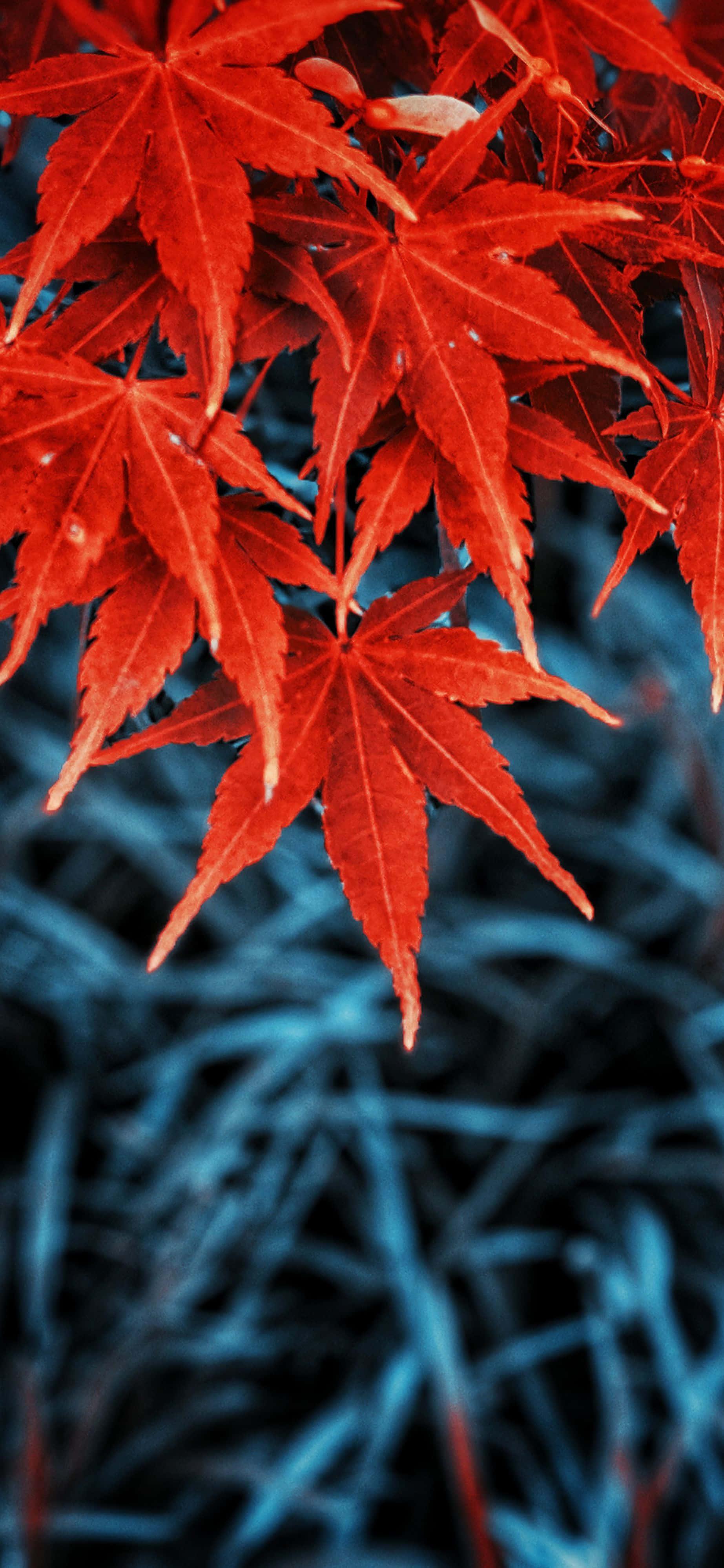Unlock the beauty of fall with the new iPhone. — 1845x3997 wallpaper
