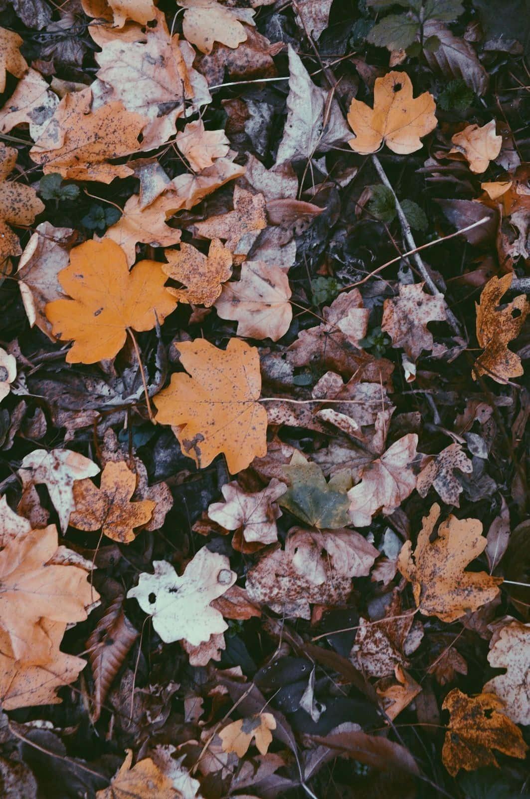 Unlock Your True Potential with the Fall Iphone — 1063x1600 wallpaper