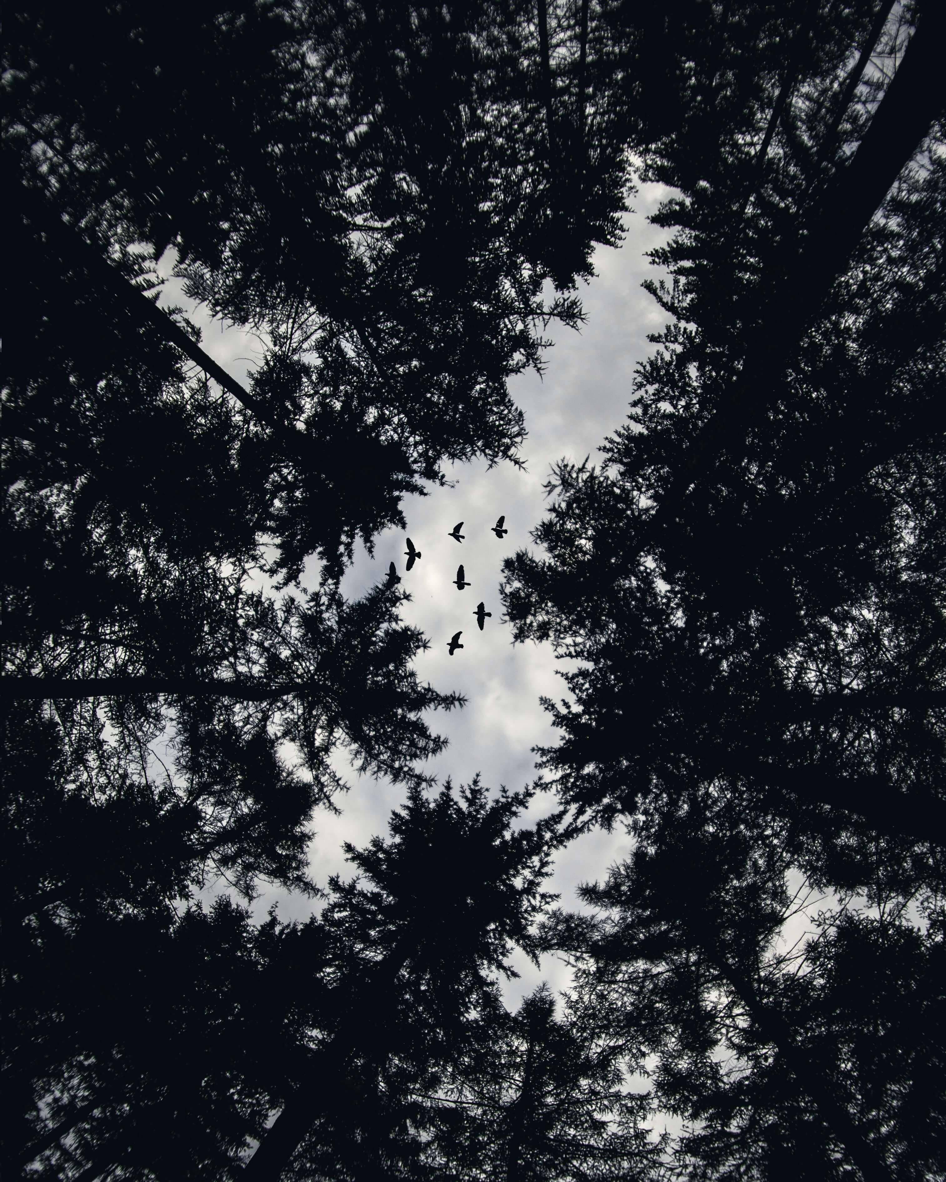 Unrecognizable silhouettes of trees under a night sky — 3026x3782 wallpaper