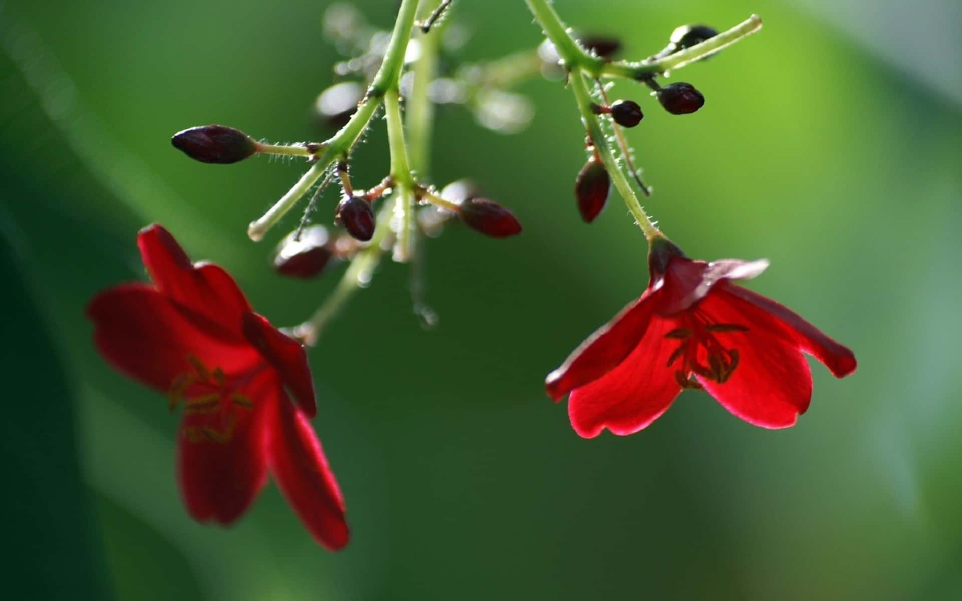 Upside Down Nature Flower — 1920x1200 wallpaper