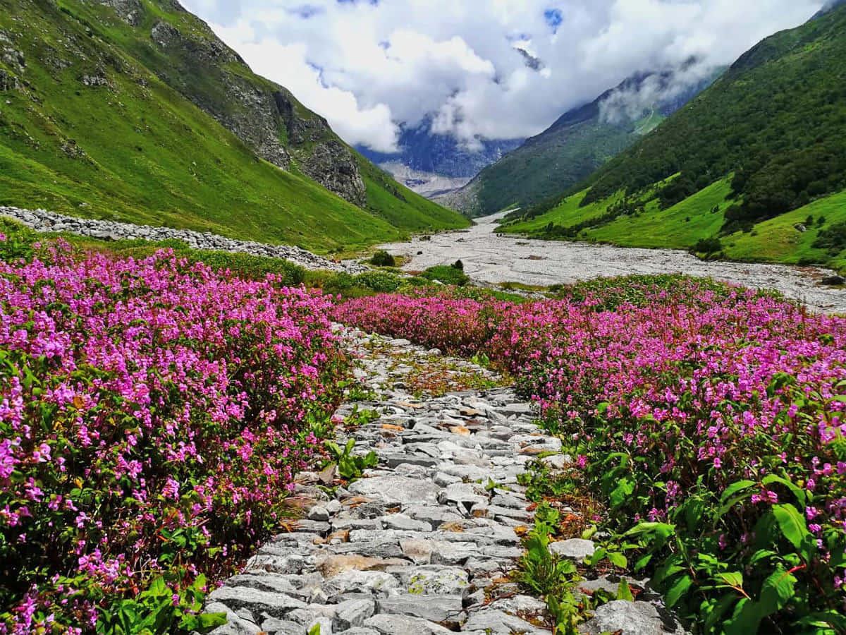 Valley Of Flowers Picture — 1200x900 wallpaper