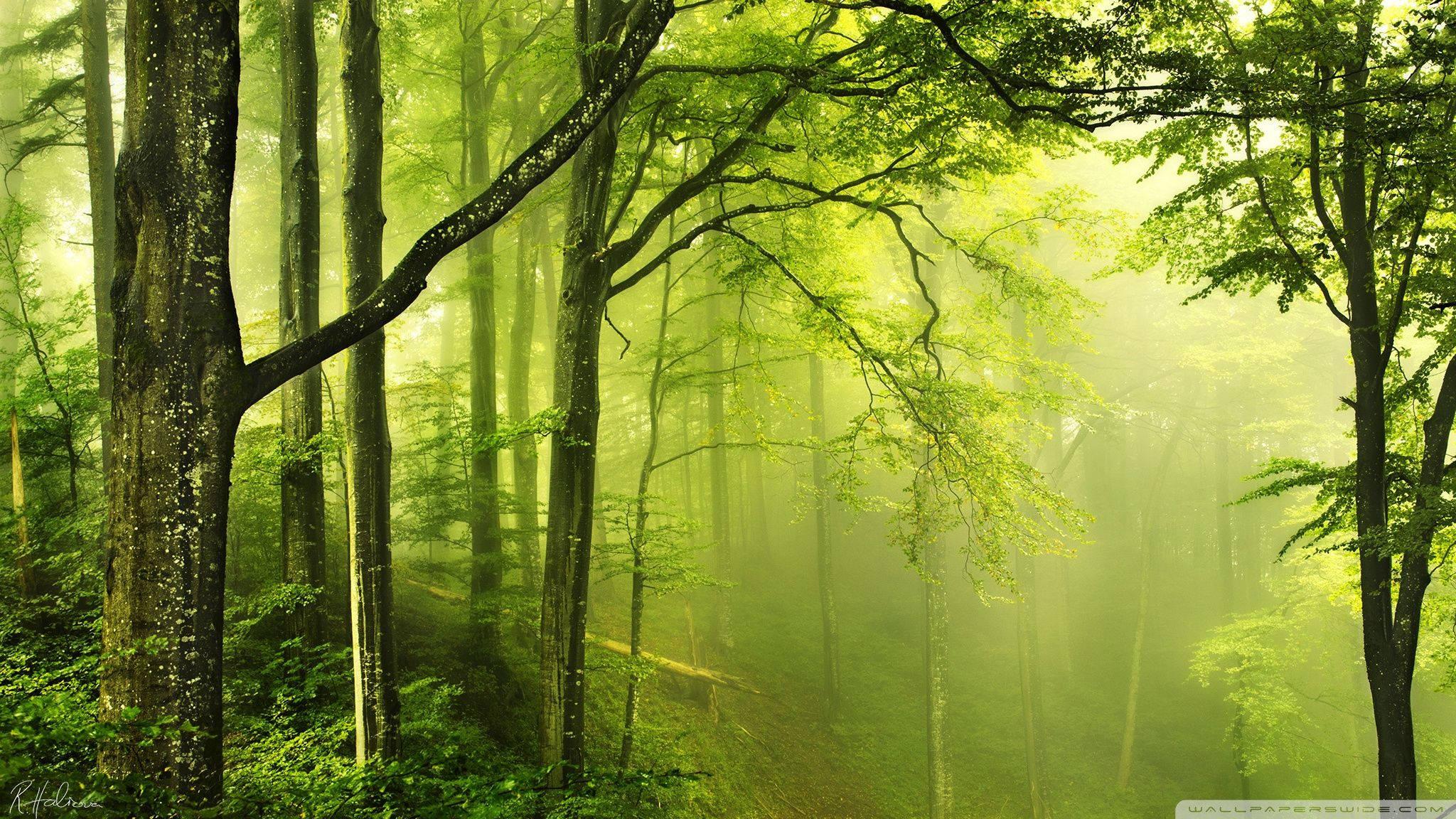 Verdant Green Forest — 2048x1152 wallpaper