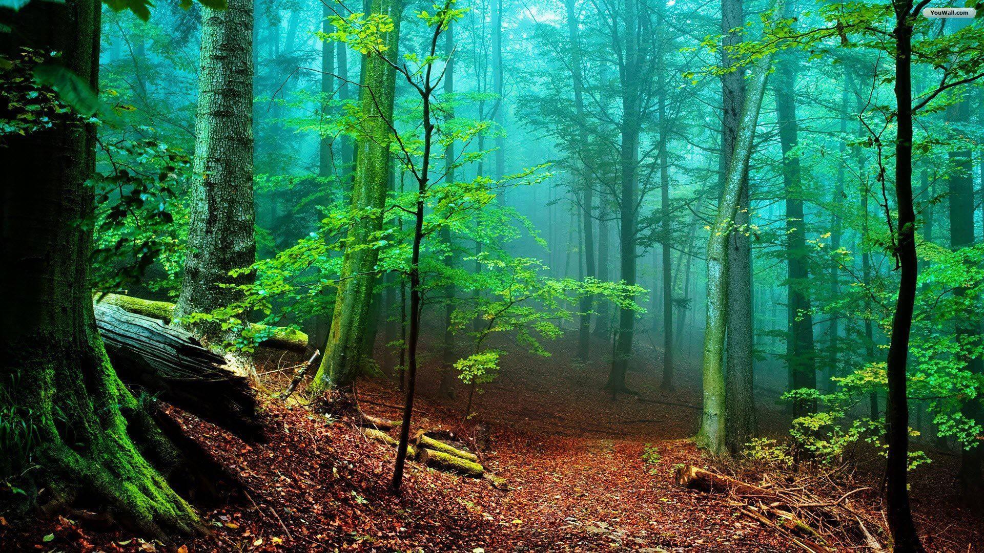 Vibrant Foggy Forest — 1920x1080 wallpaper