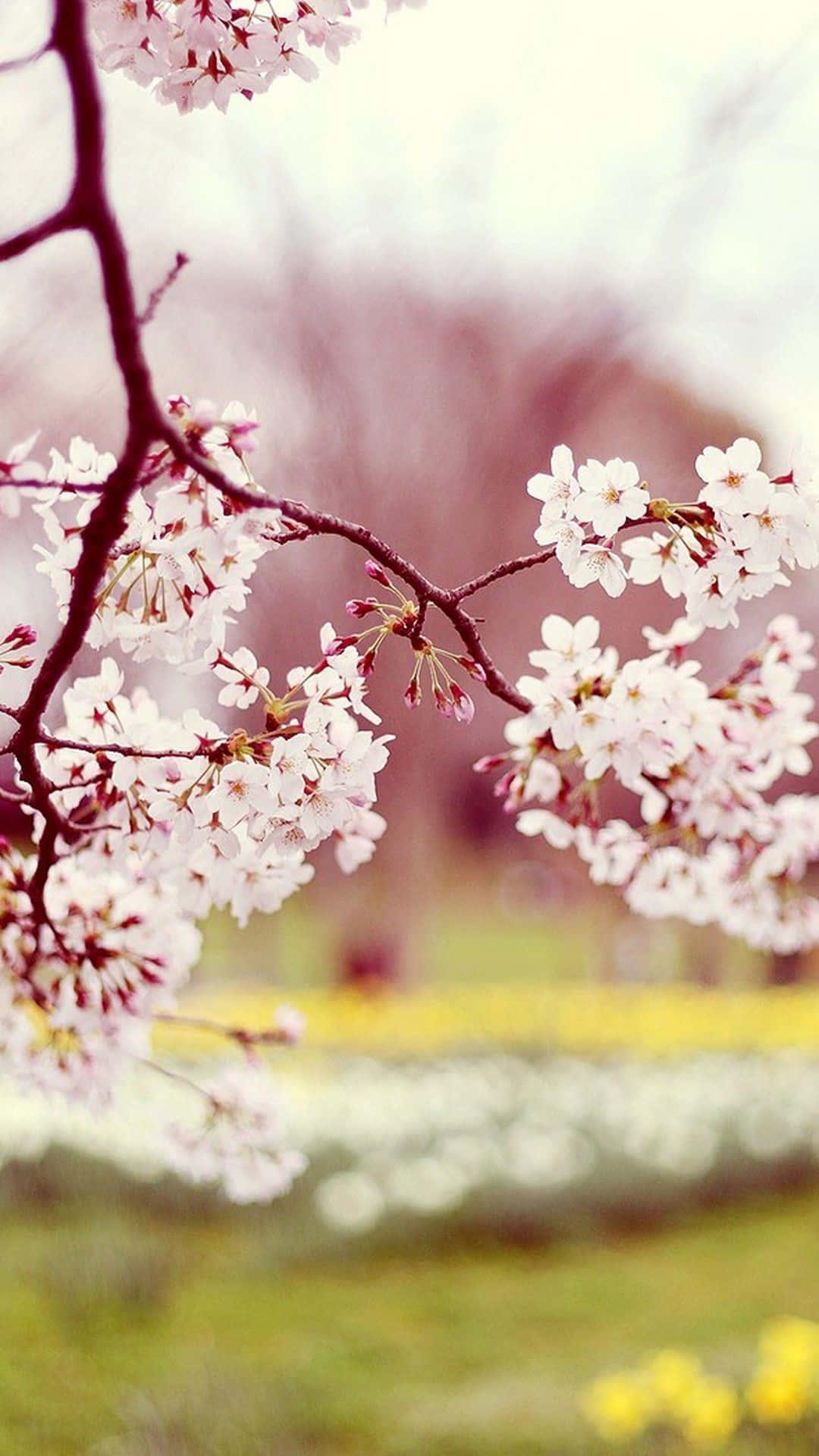 Vibrant Pink Flowers Blooming on a Tree - Phone Wallpaper — 1080x1920 wallpaper