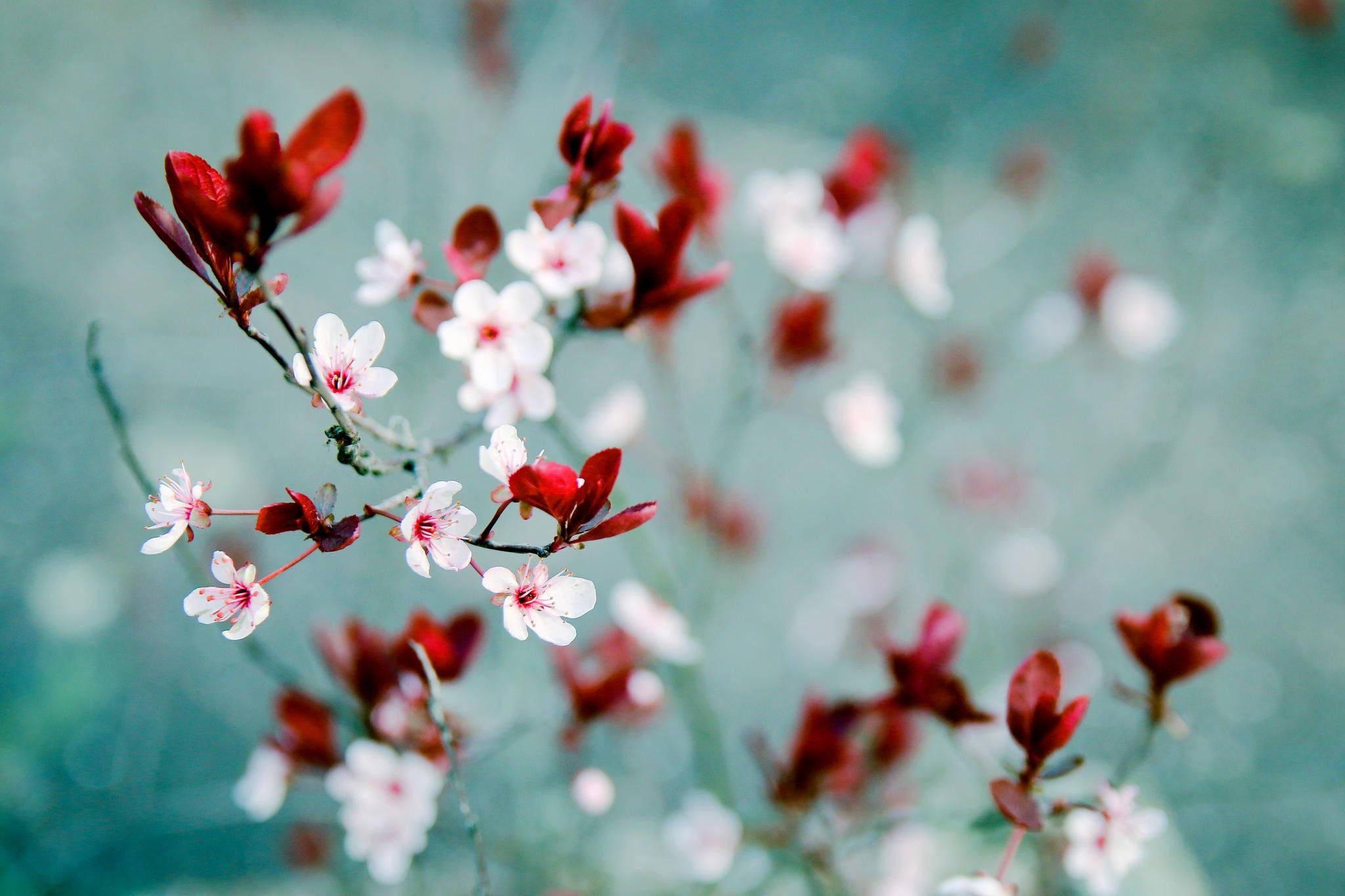 Vibrant Spring Flowers — 2048x1365 wallpaper