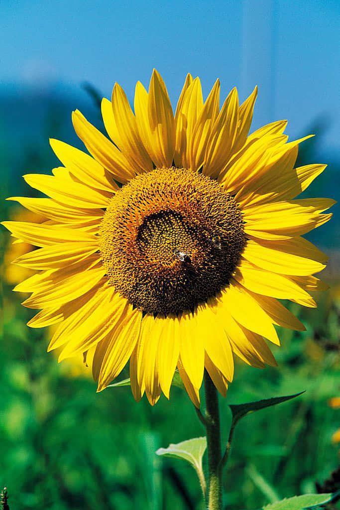 Vibrant Yellow Sunflower Picture — 683x1024 wallpaper