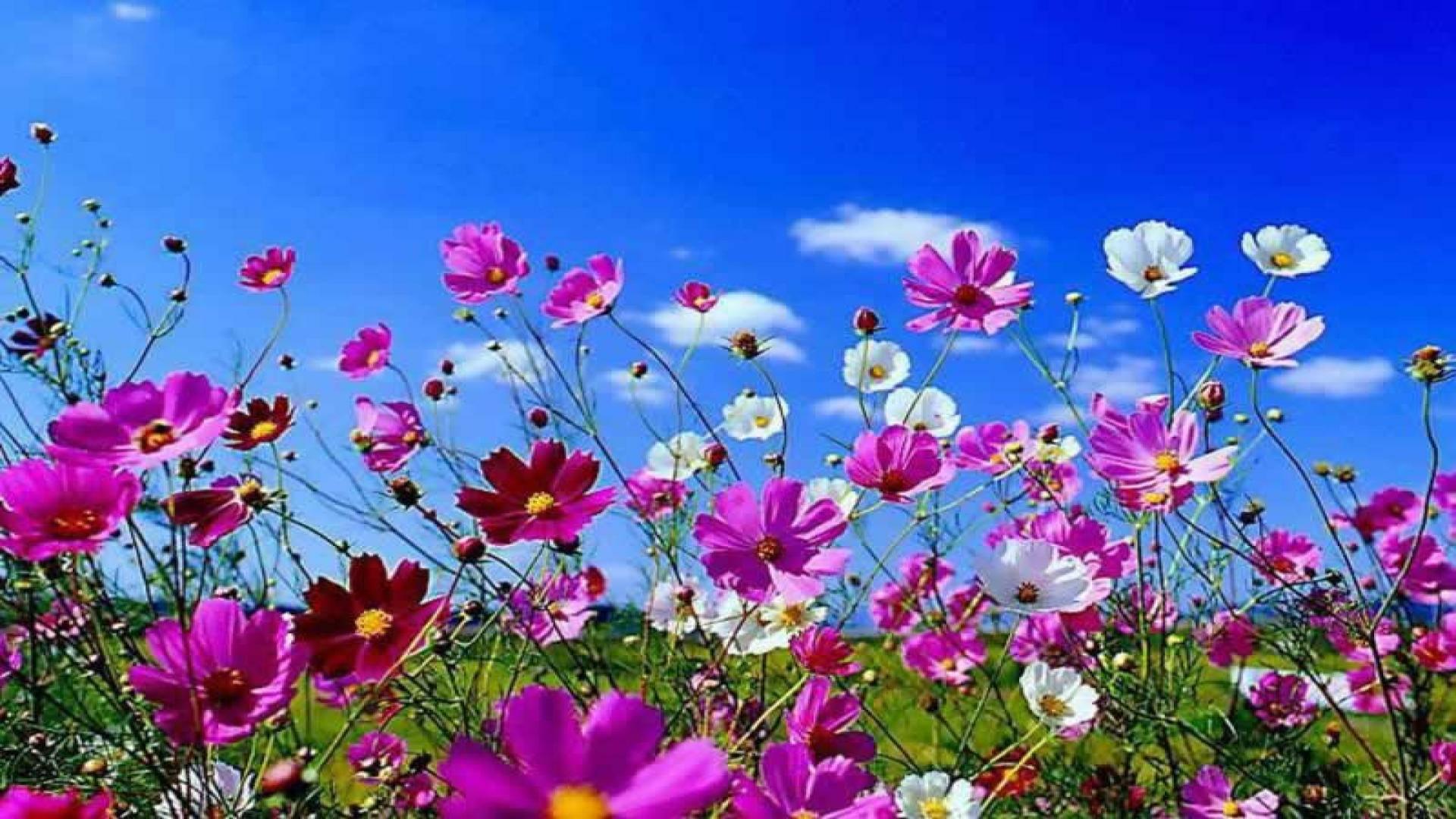 View of a Blooming Spring Garden — 1920x1080 wallpaper