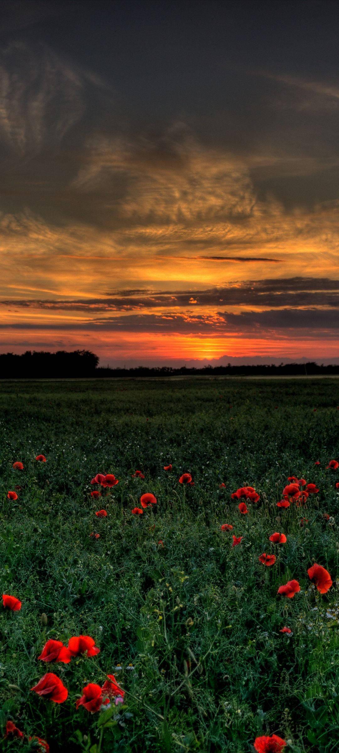 Vivo V20 Poppy Field — 1080x2400 wallpaper