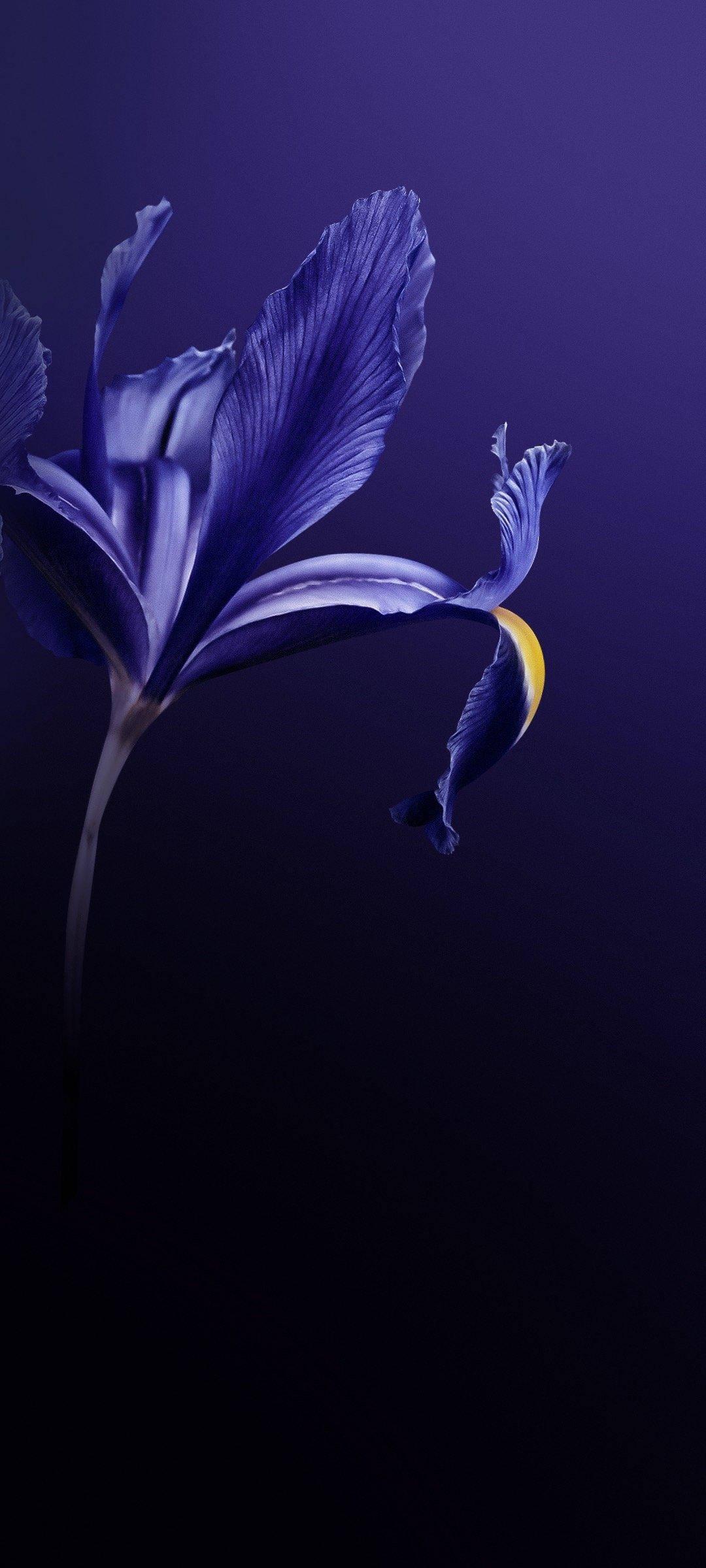 Vivo V20 Purple Flower — 1080x2400 wallpaper