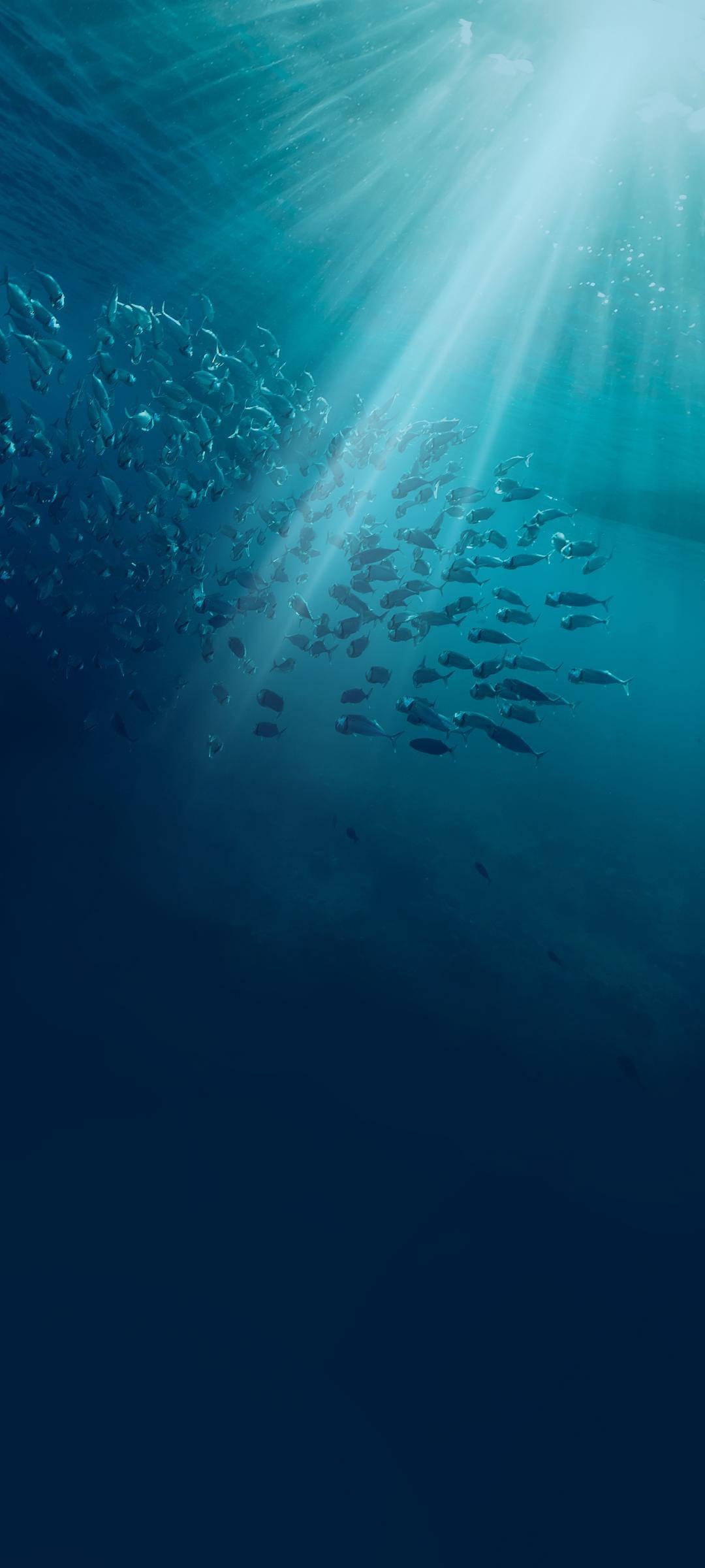 Vivo V20 Undersea Fish — 1080x2400 wallpaper
