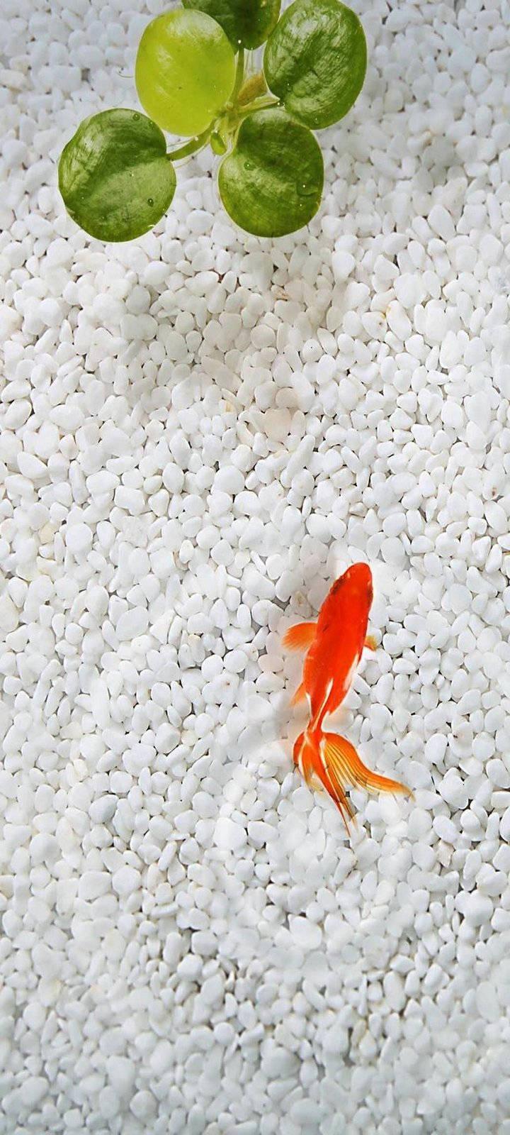 Vivo Y20 Bright Aquarium With Fish — 720x1600 wallpaper