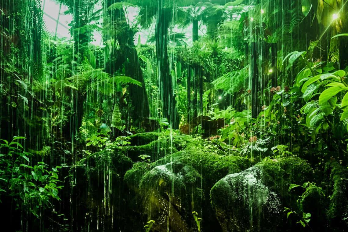 Walking in the Woods - Step Closer to Nature — 1140x760 wallpaper