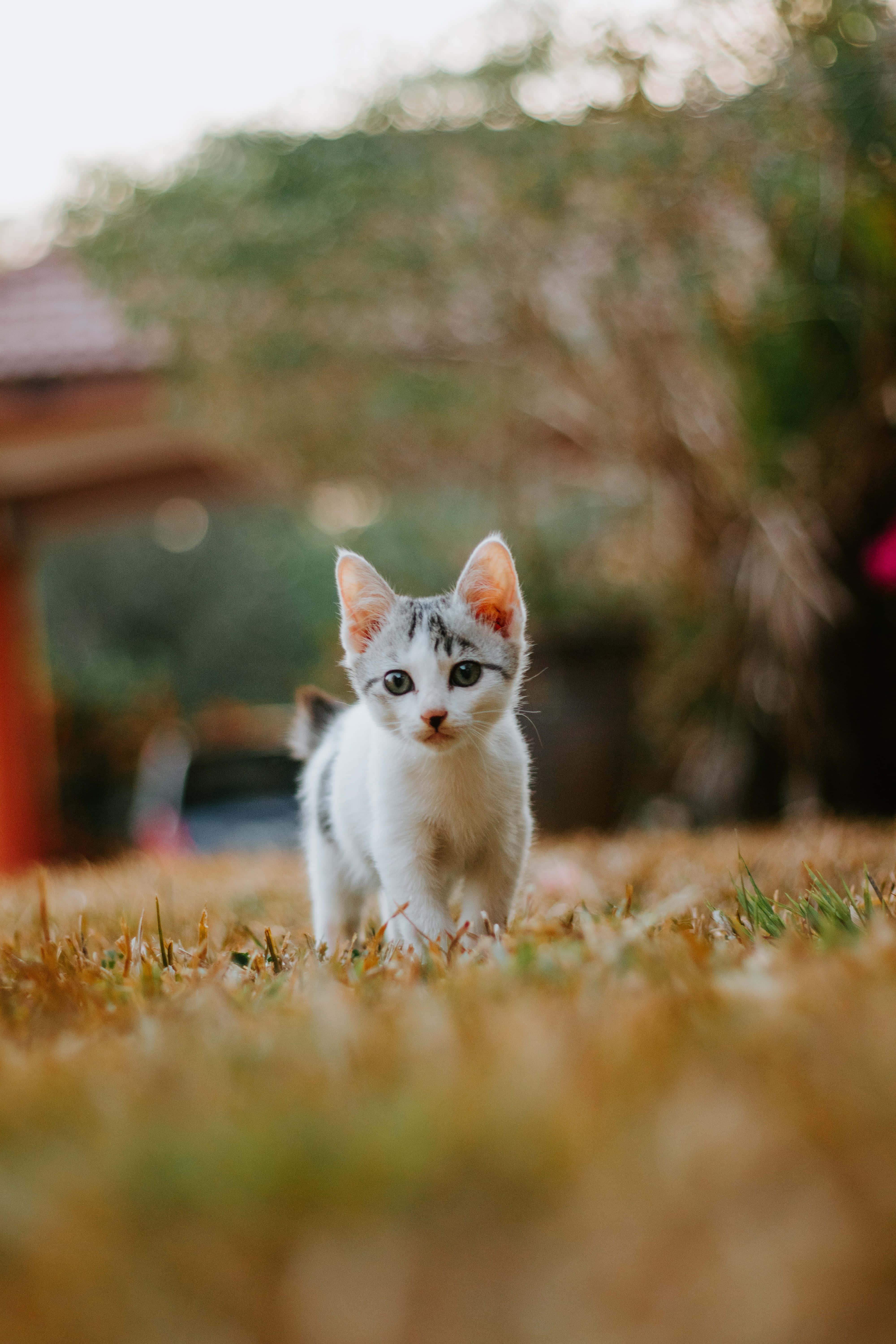 Wandering Baby Cute Cat PFP — 4000x6000 wallpaper