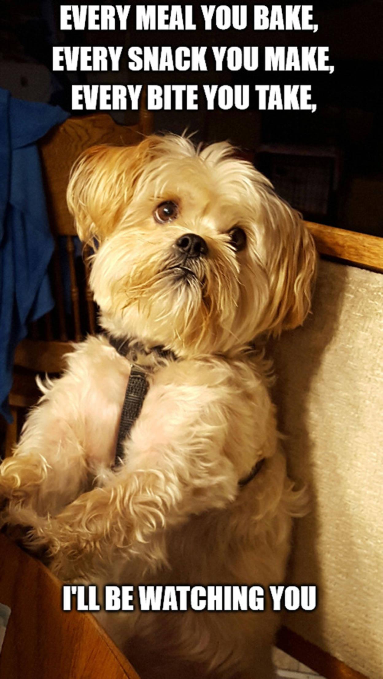 Watching You Dog Funny Meme — 1248x2211 wallpaper