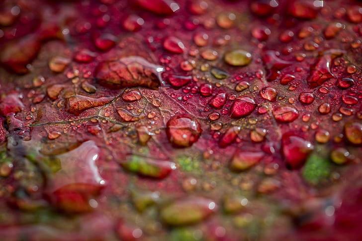 Water Droplets Full Desktop Screen Hd — 728x485 wallpaper