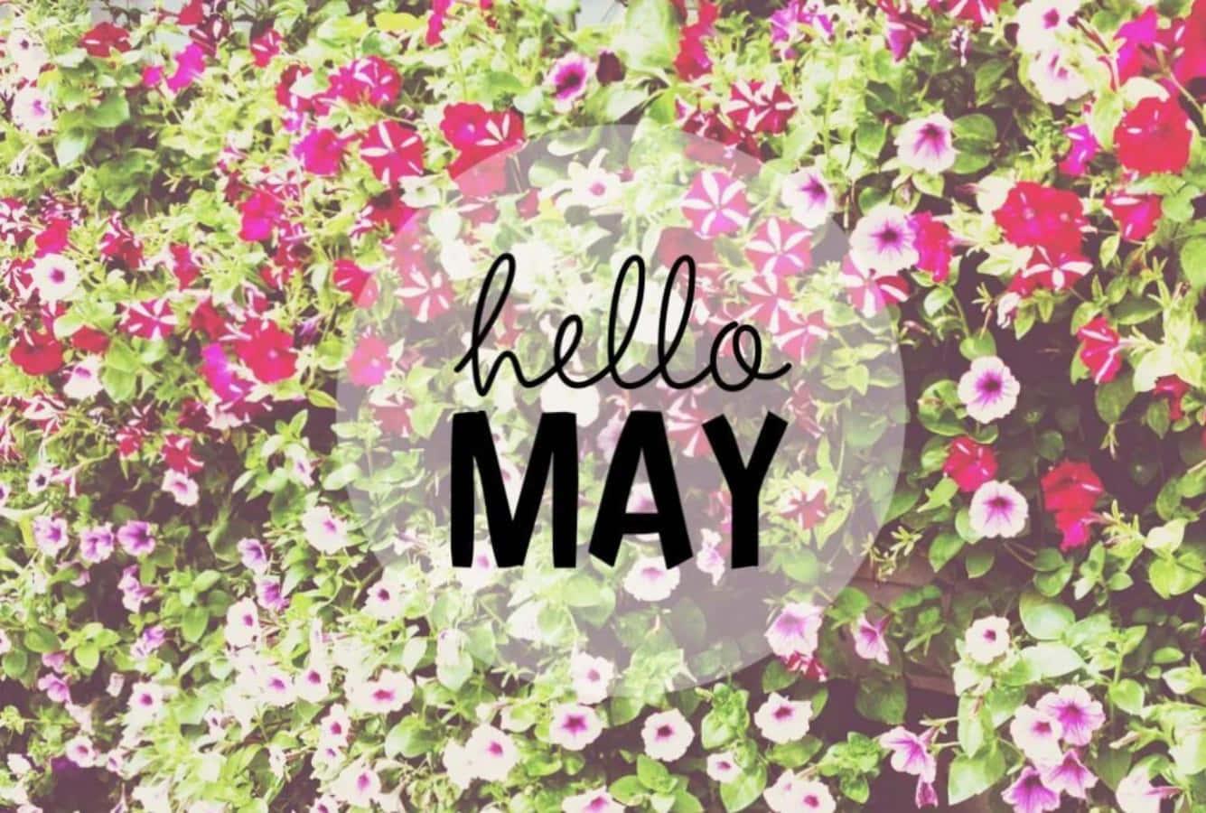 Welcome May with blooming flower petals — 1335x900 wallpaper