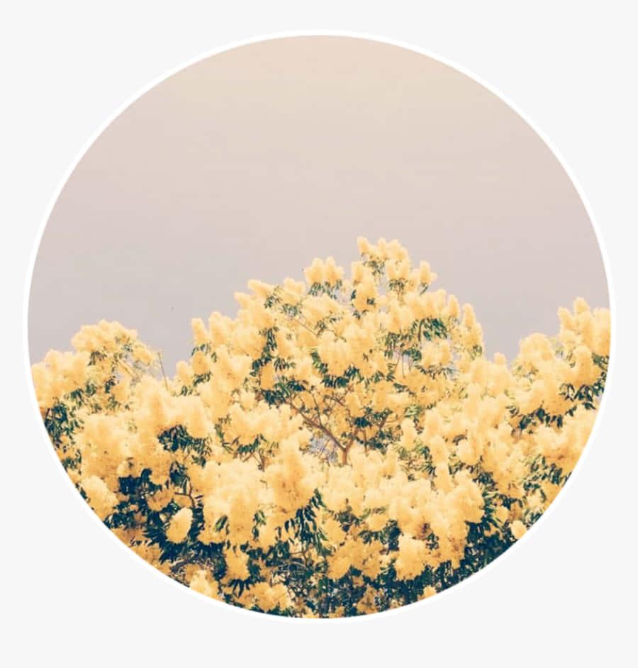 Welcome the sweetness of pastel colors into your life! — 900x942 wallpaper