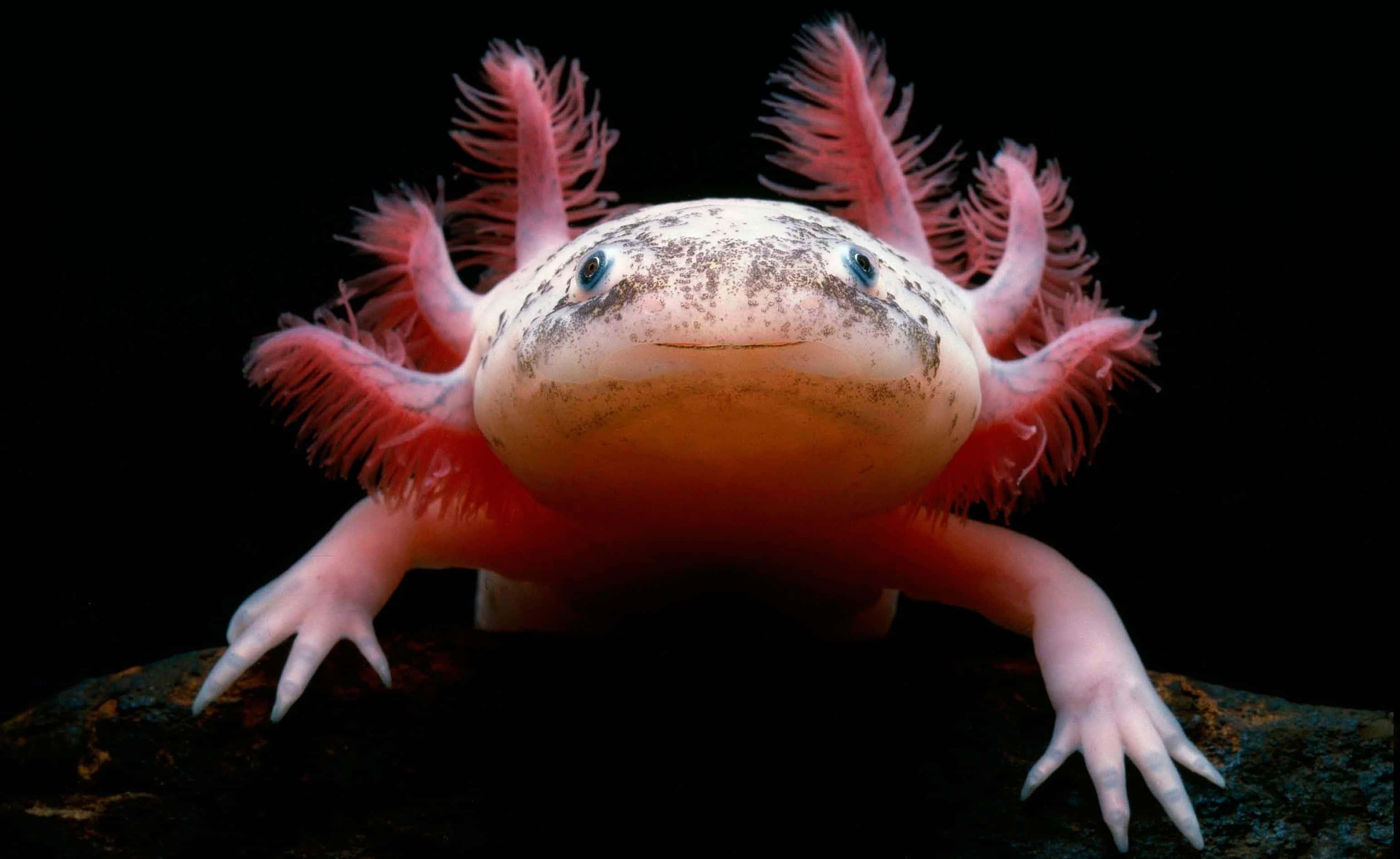Welcome to the World of Axolotls! — 3086x1893 wallpaper