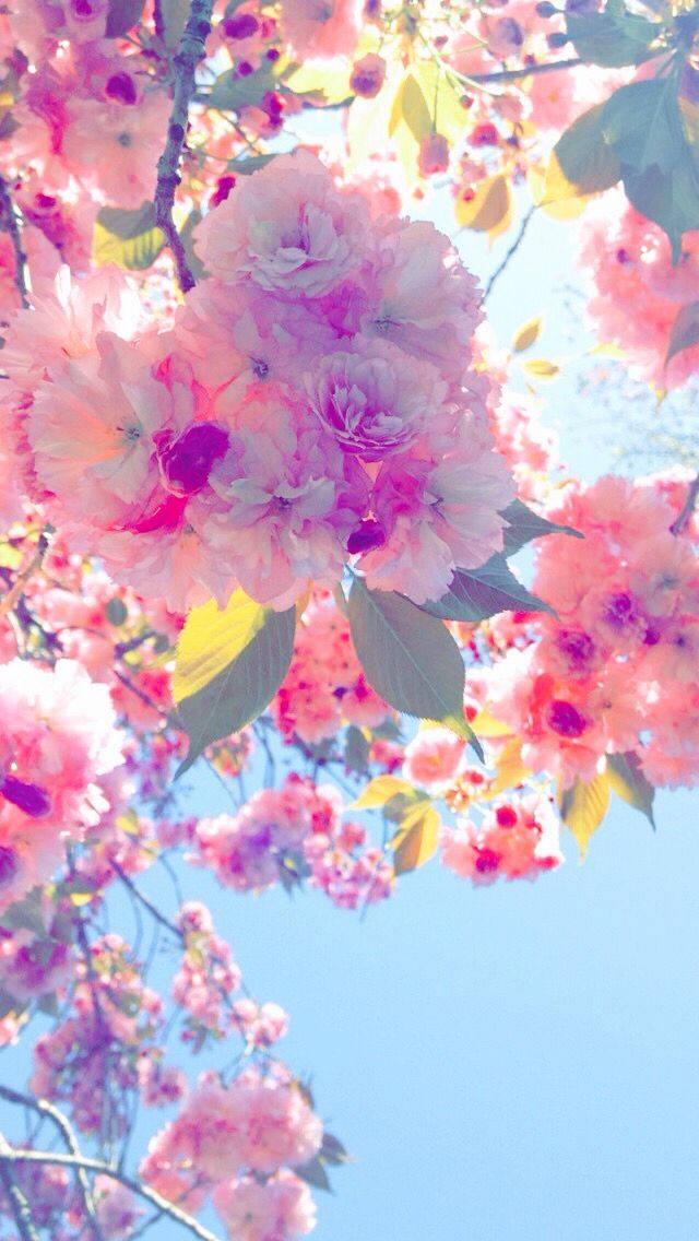 WhatsApp Chat Cherry Blossom Tree — 640x1136 wallpaper