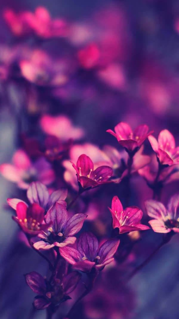WhatsApp Chat Magenta Flower — 600x1065 wallpaper