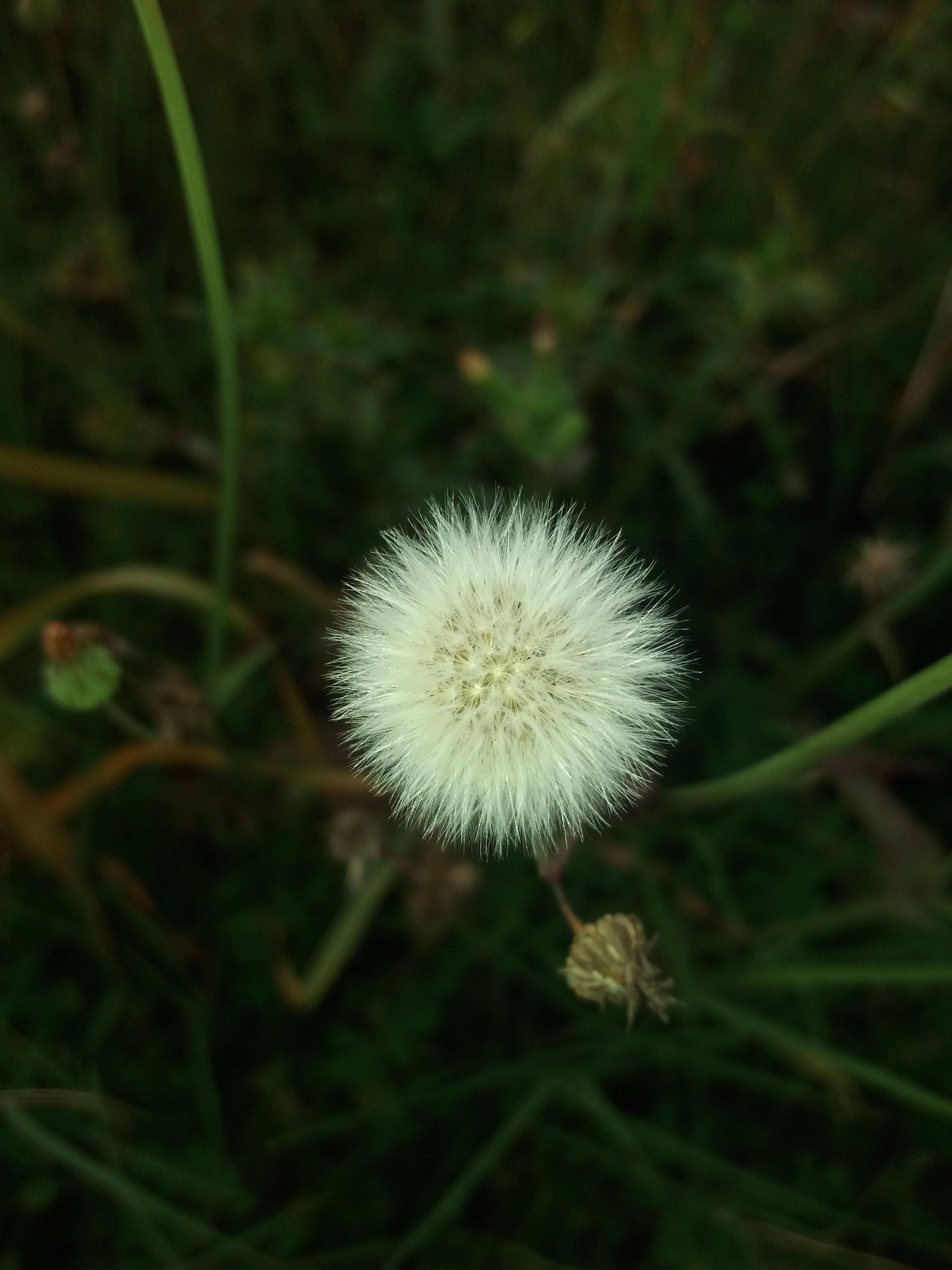 WhatsApp DP Dandelions — 3096x4128 wallpaper