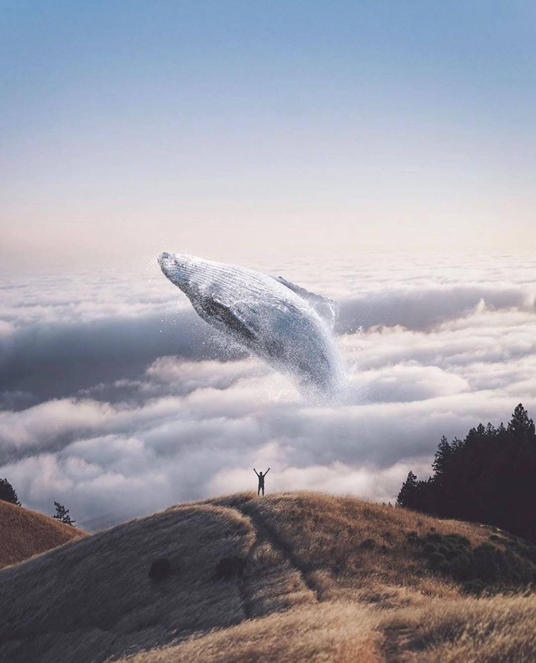 WhatsApp DP Fantasy Whale — 1080x1336 wallpaper