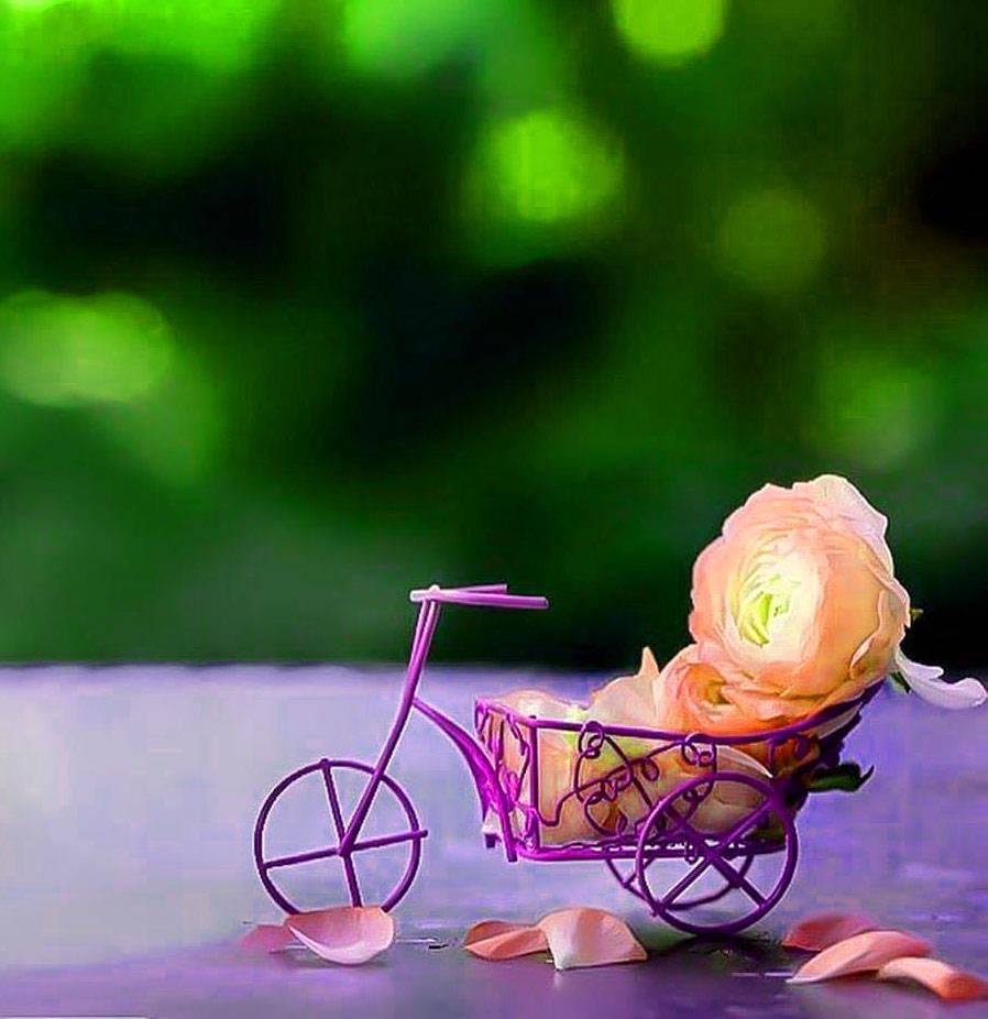 WhatsApp DP Rose Bicycle Cart — 898x926 wallpaper