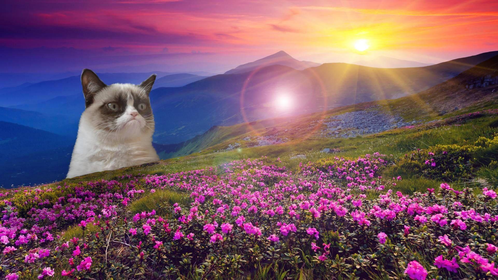 When life gives you loveliness, you still find ways to grumble — 1920x1080 wallpaper